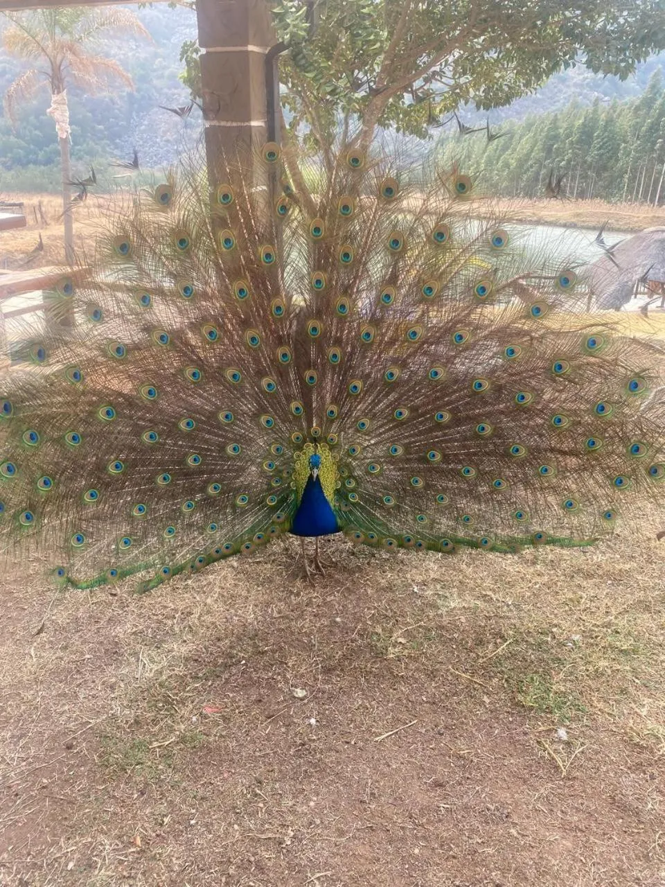 Emahlathini Guest Farm