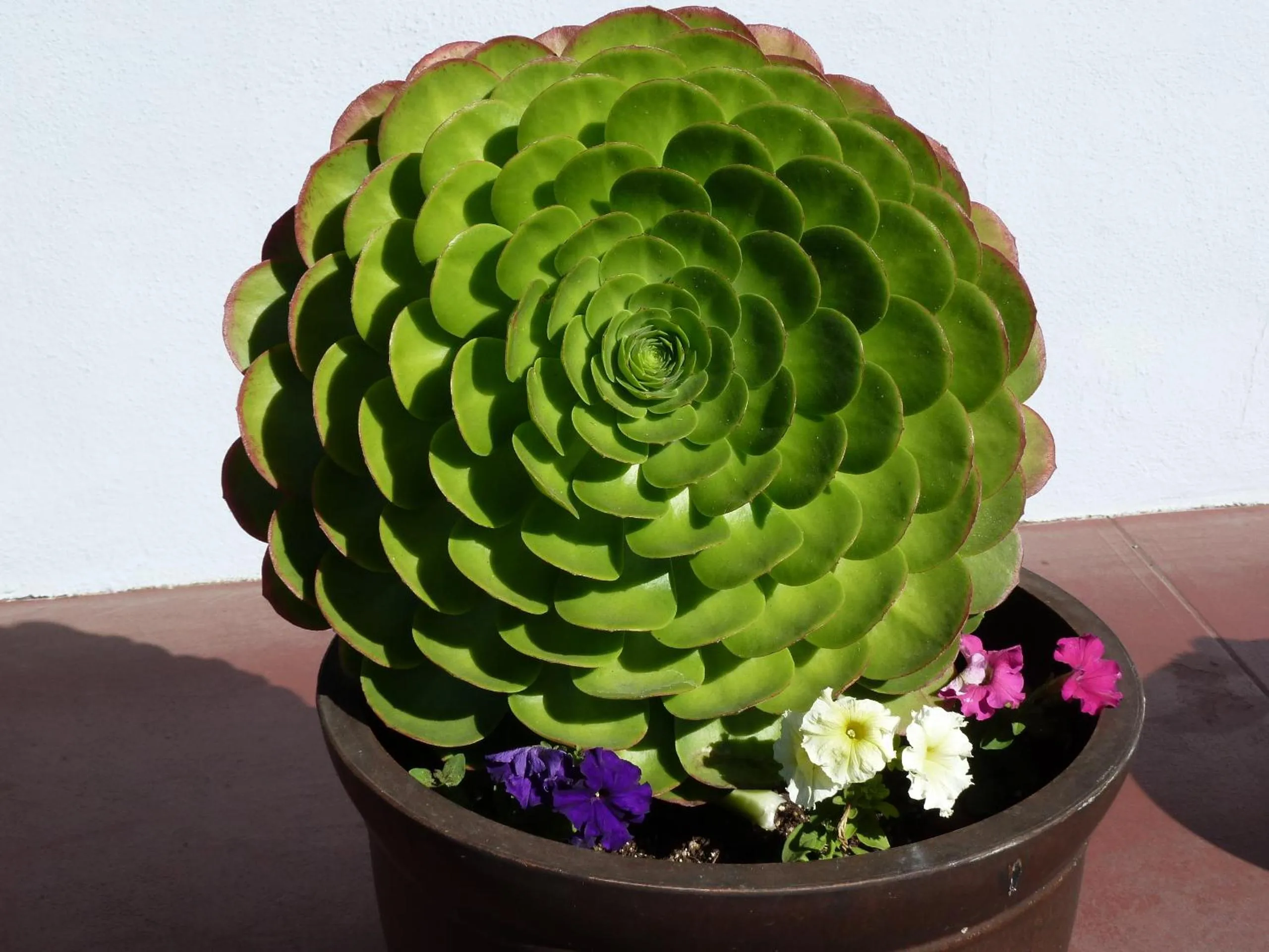 Other in Sundown Inn of Morro Bay