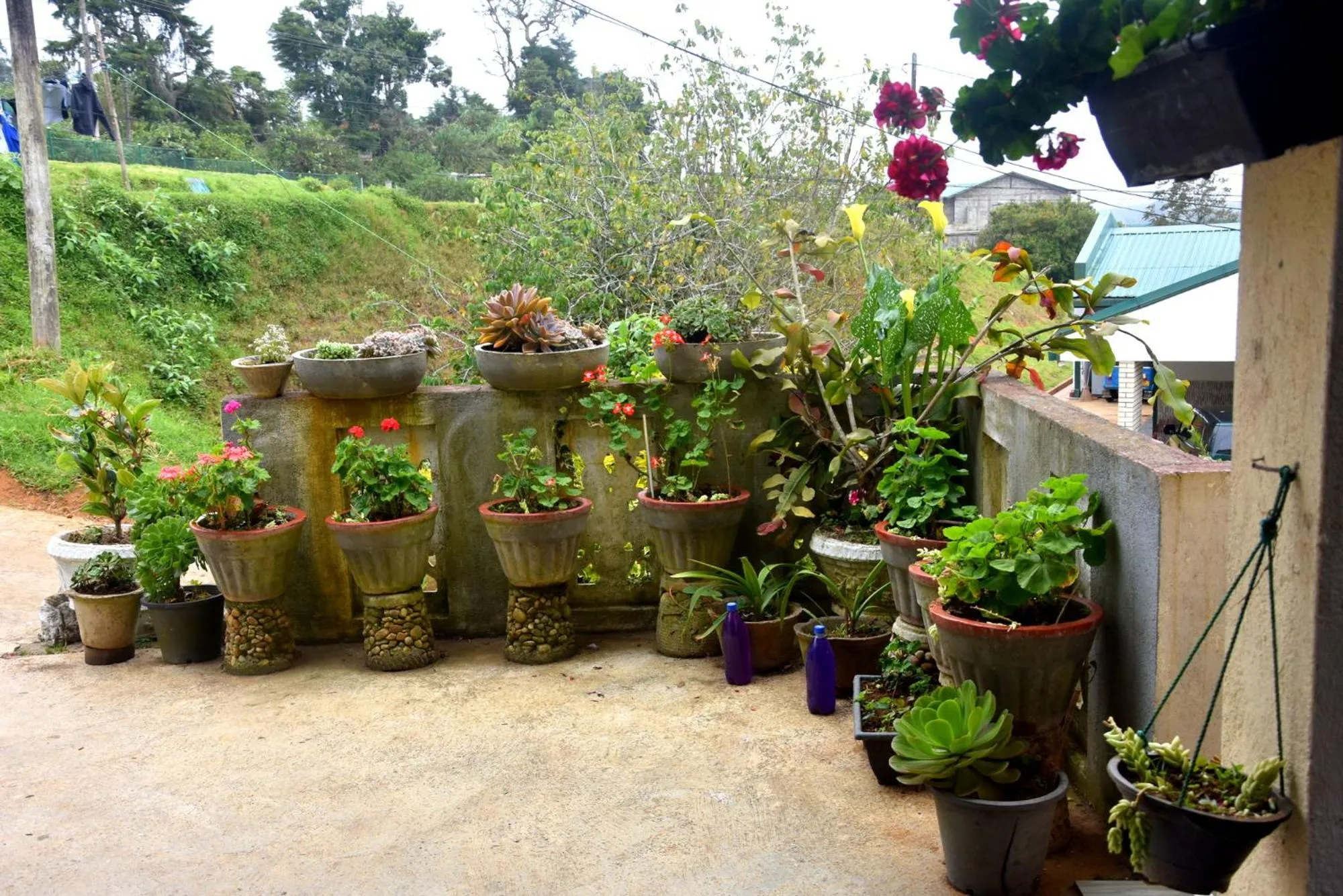 Pedro Resort & Bungalow Nuwara Eliya