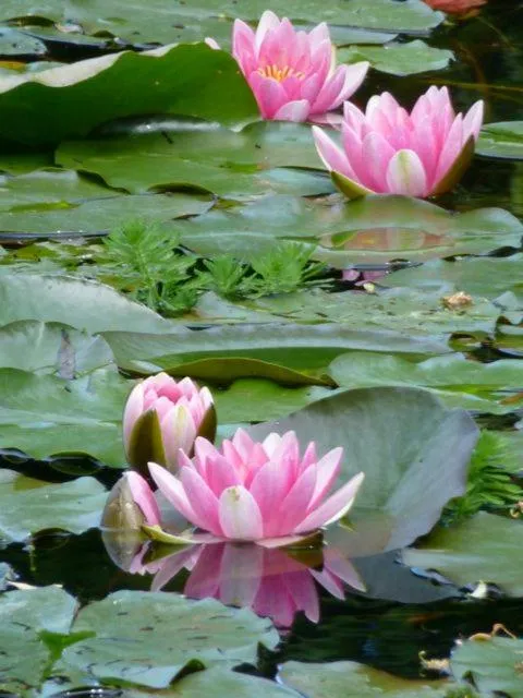 Summer in Castello di Cernusco Lombardone