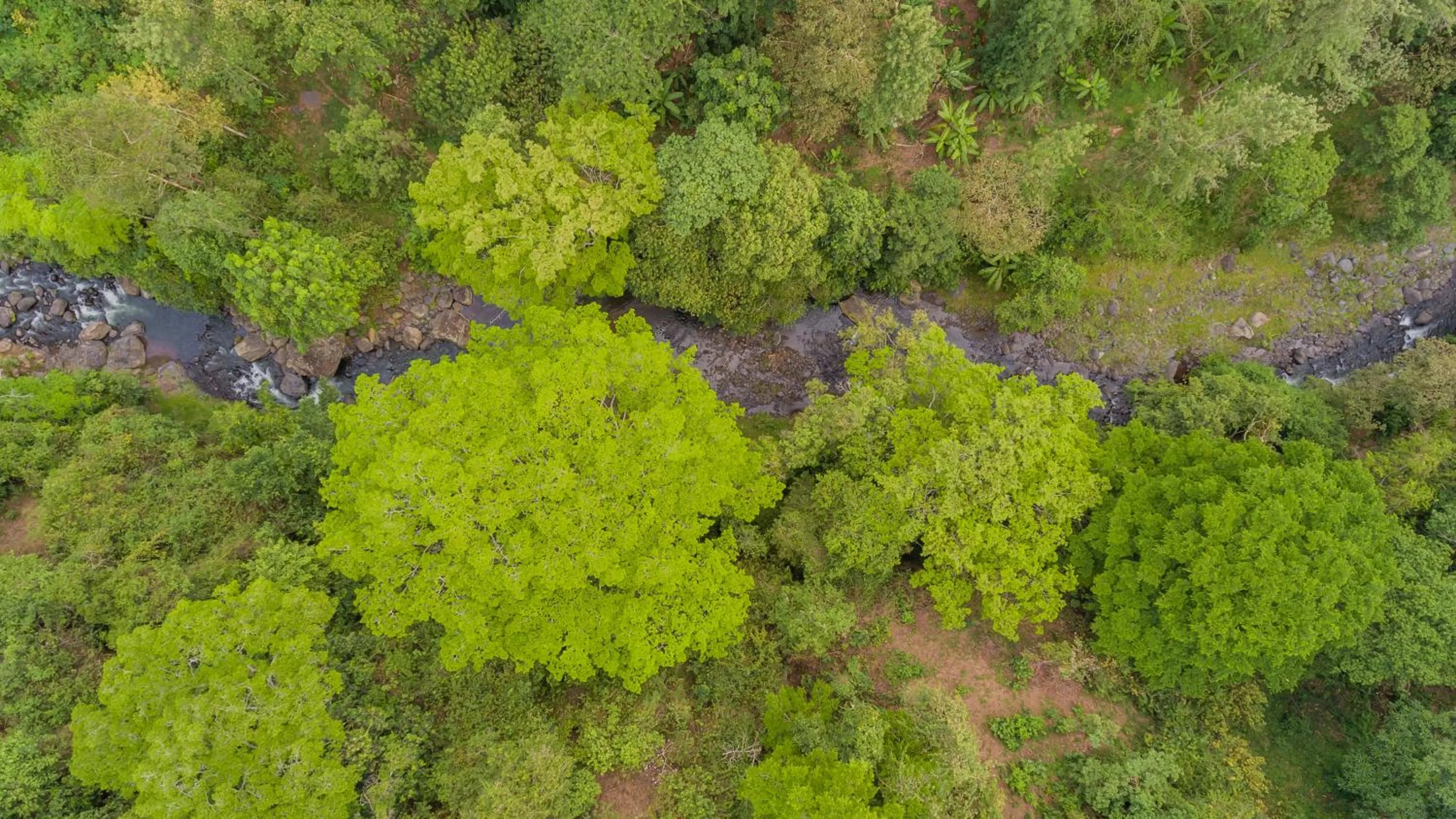 Bird's eye view in Kaliwa Lodge
