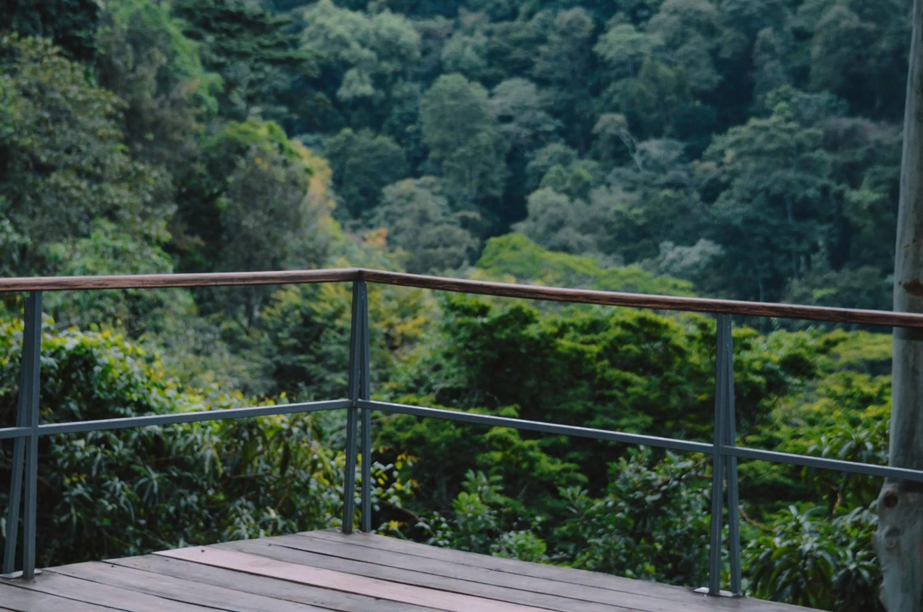 Spring in Kaliwa Lodge