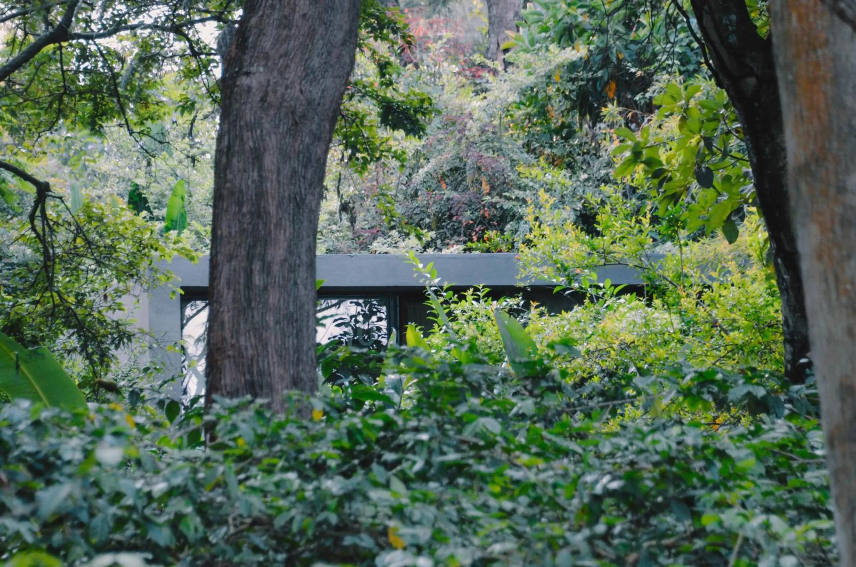 Garden in Kaliwa Lodge