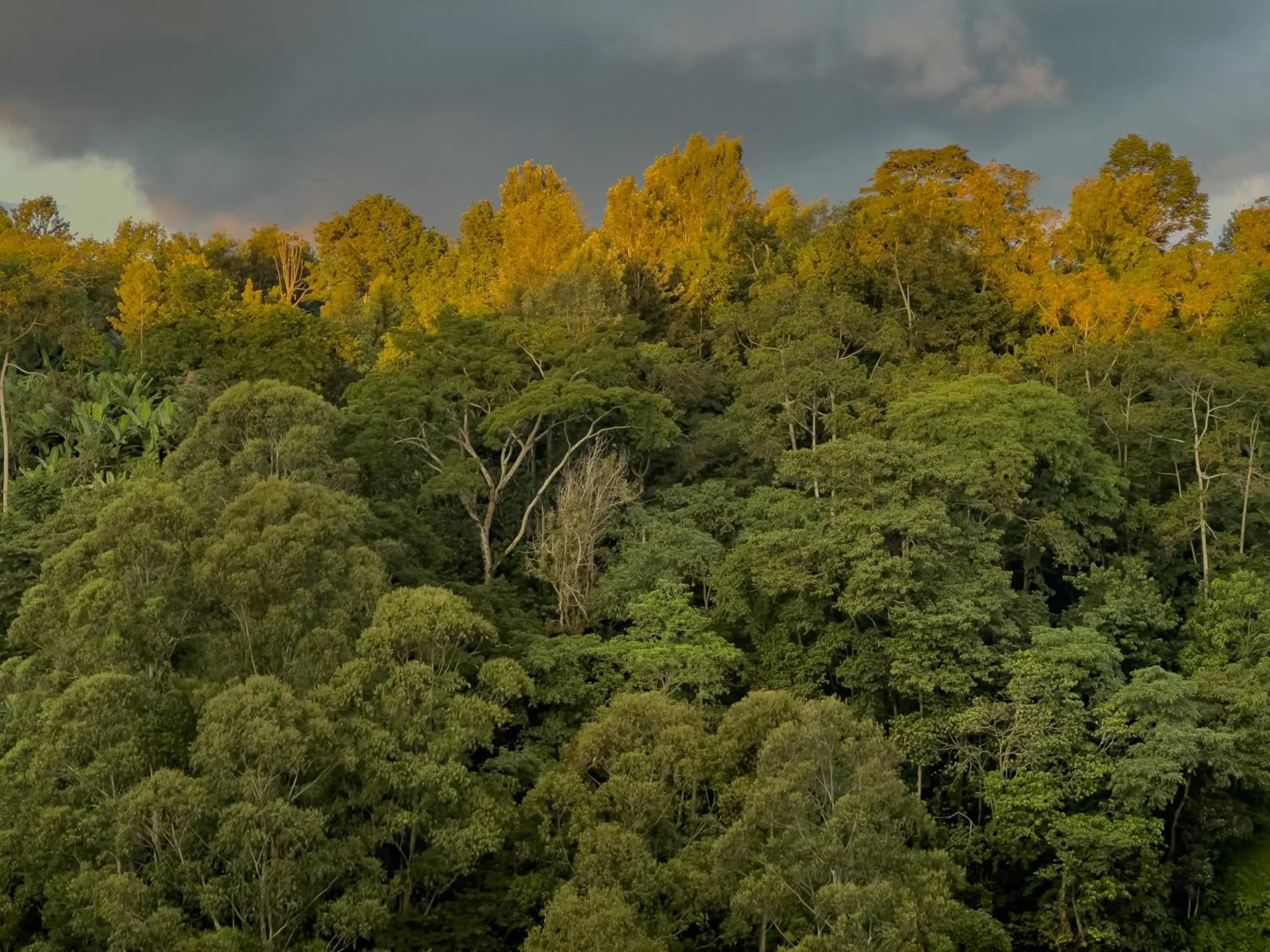 Spring in Kaliwa Lodge