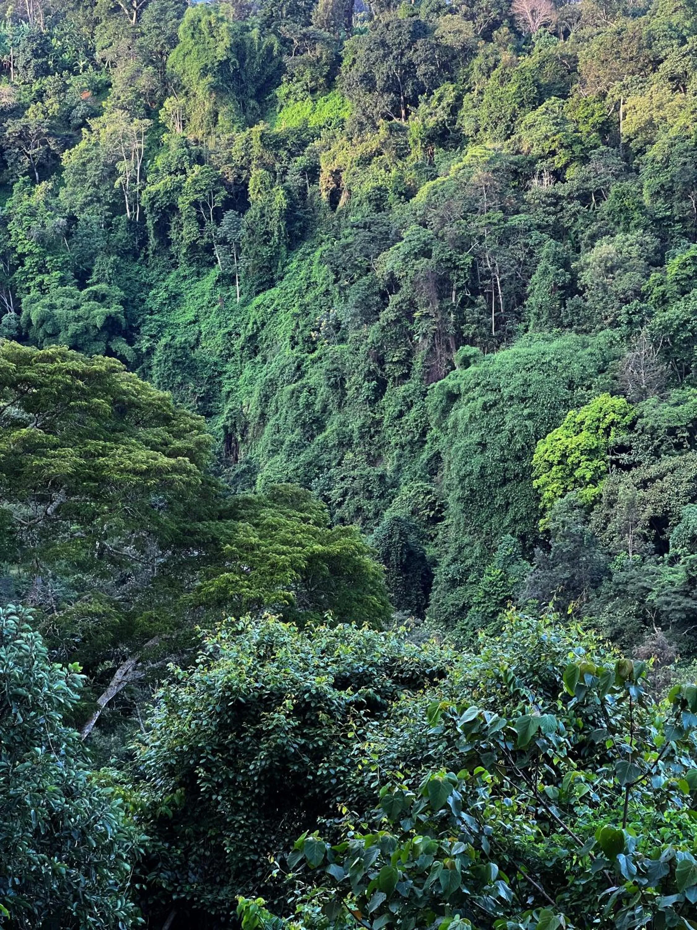 Spring in Kaliwa Lodge