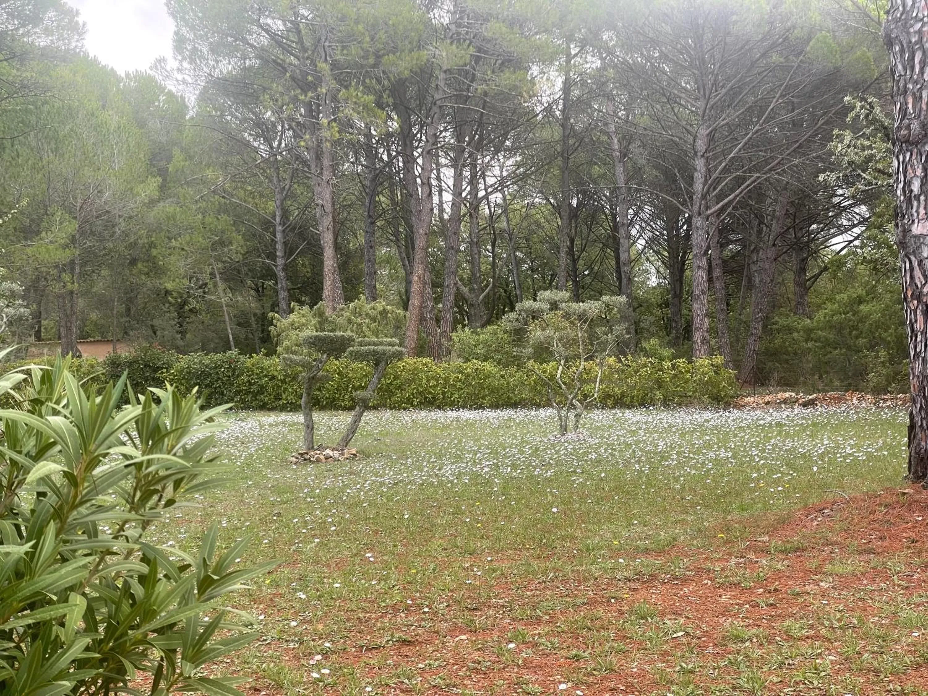 Garden in La maison de la Cigale