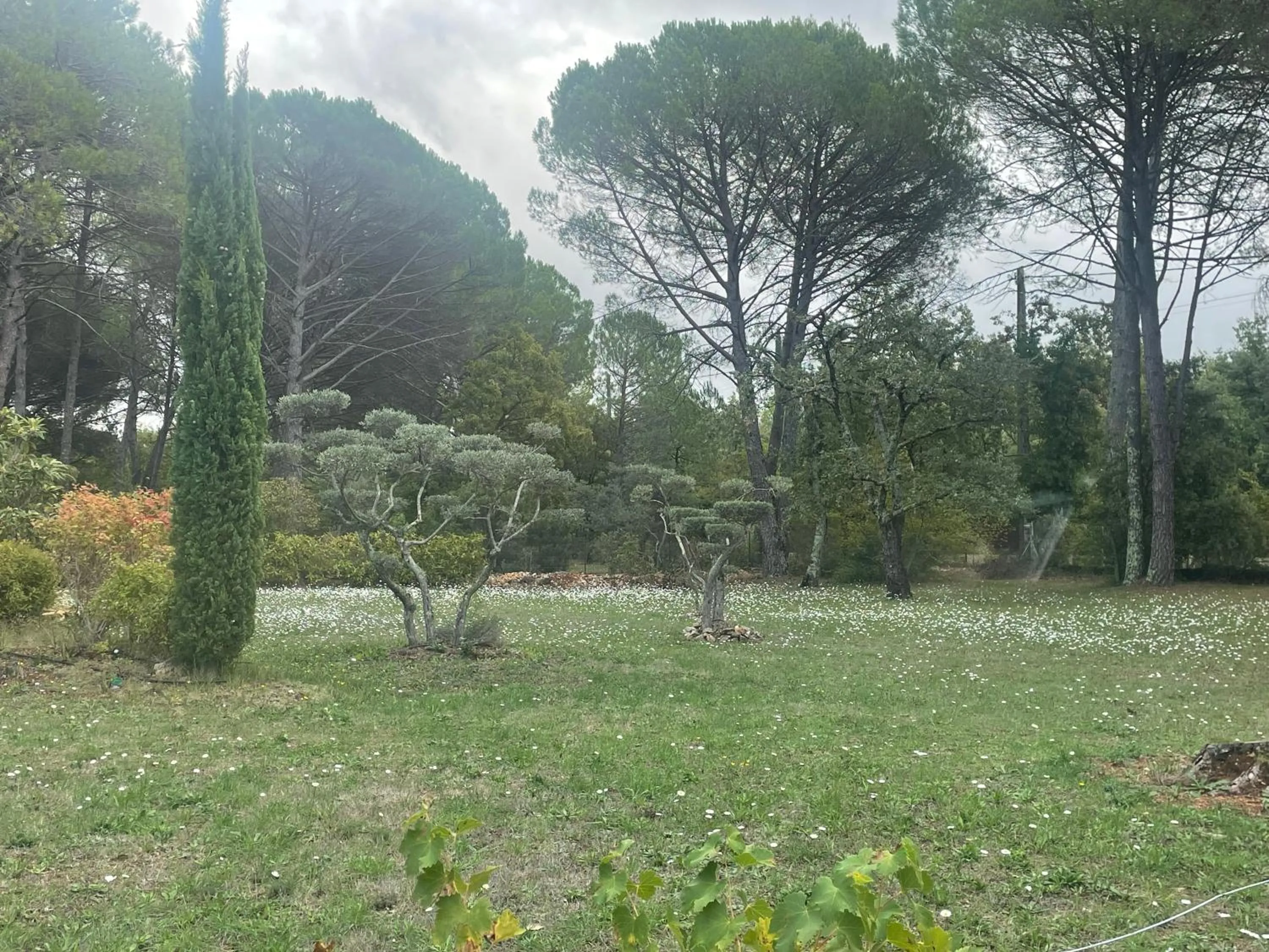 Garden in La maison de la Cigale
