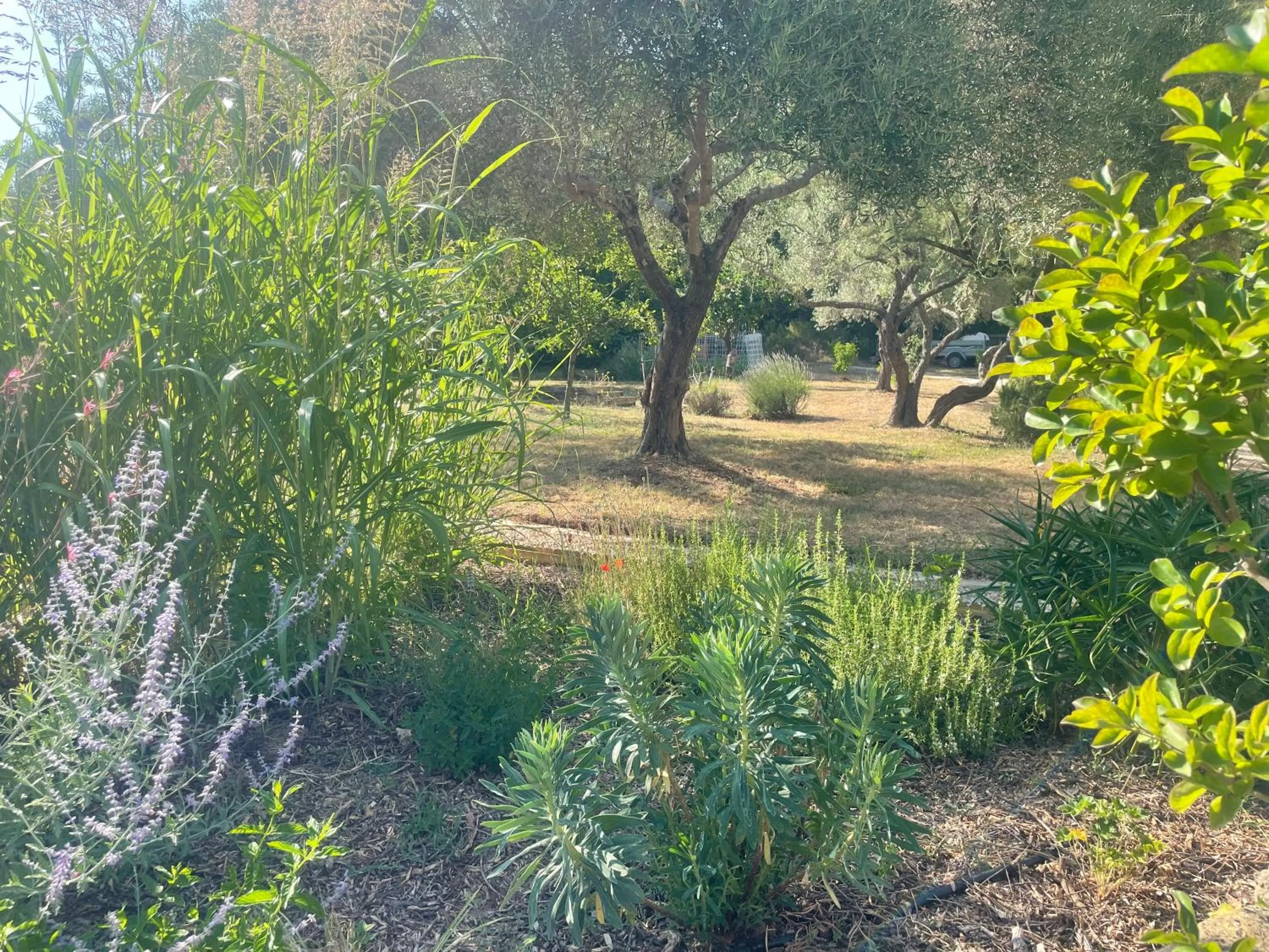 Garden view in La maison de la Cigale