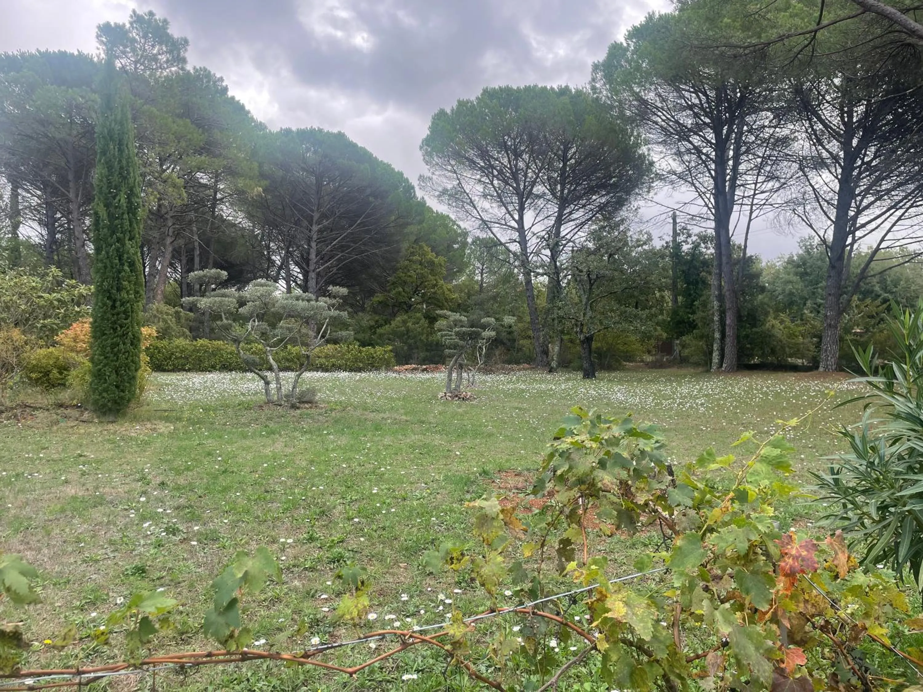 Garden in La maison de la Cigale