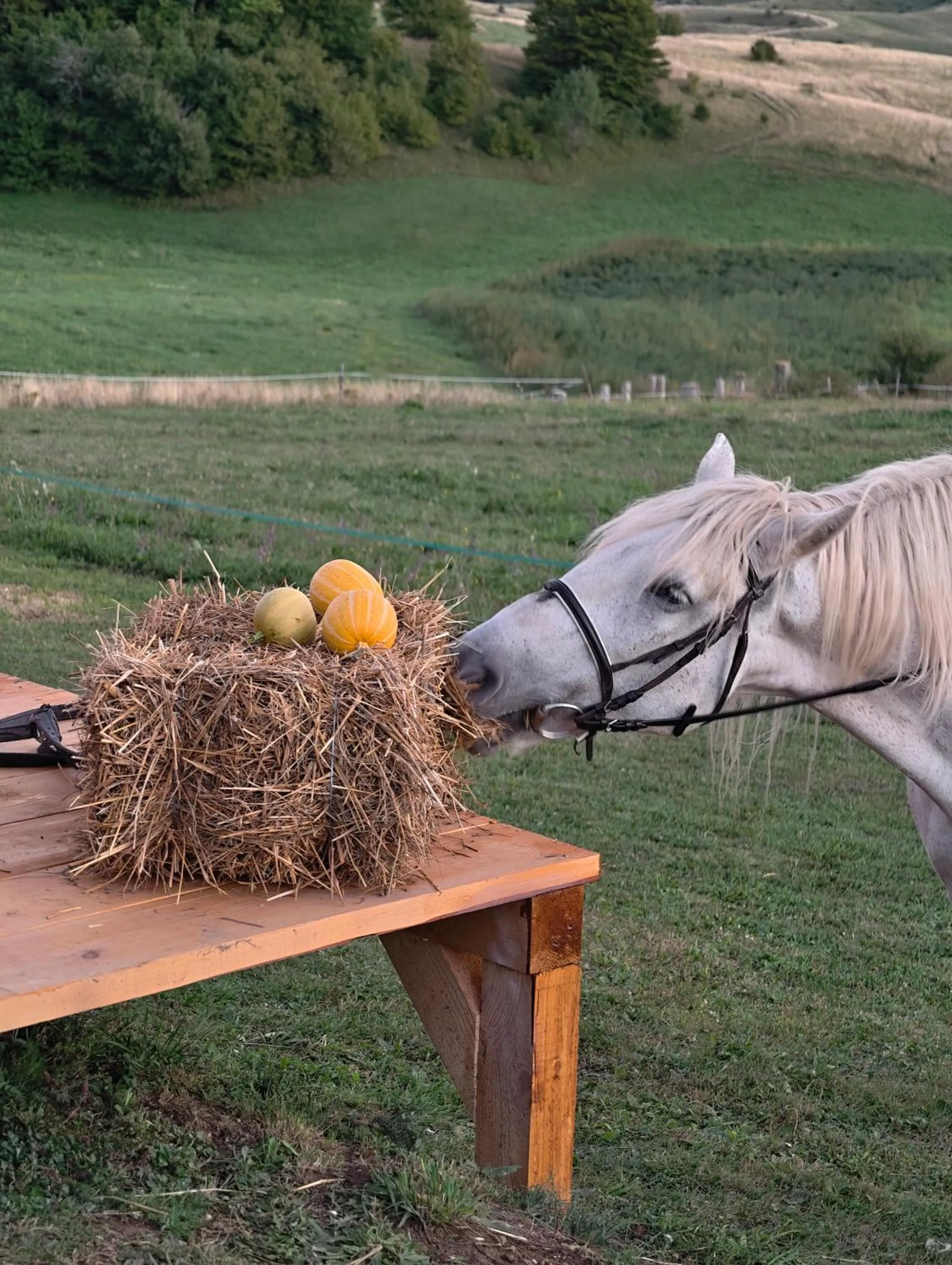 Activities in Zemunice Knezevic