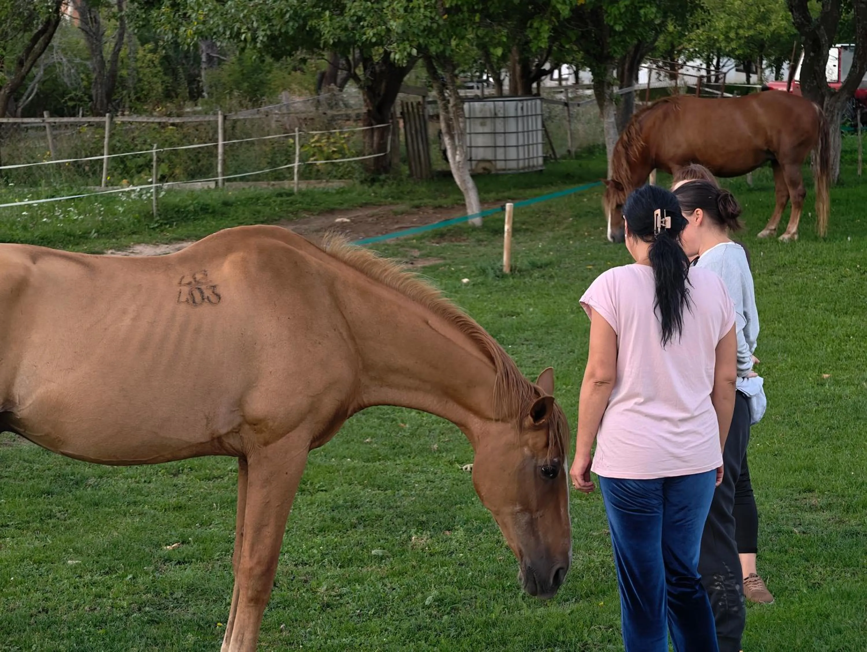 Activities in Zemunice Knezevic