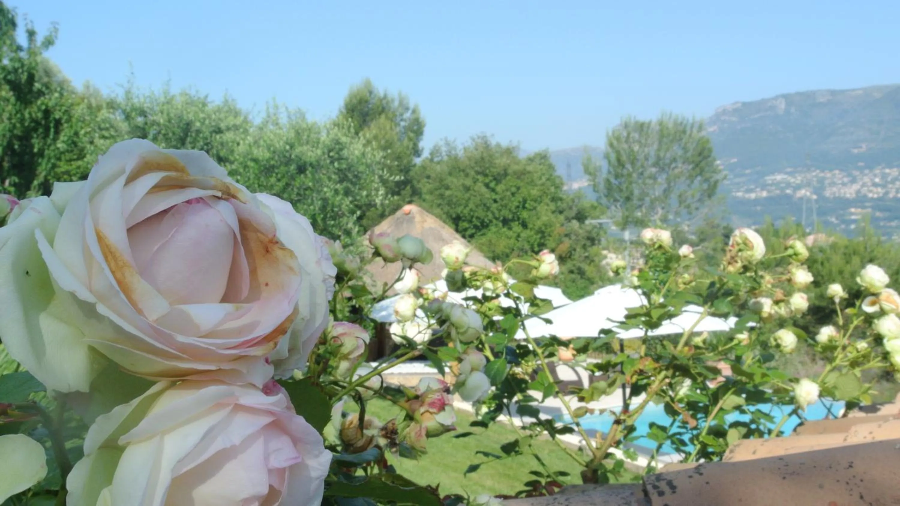 Garden view in Villa Kilauea B&B