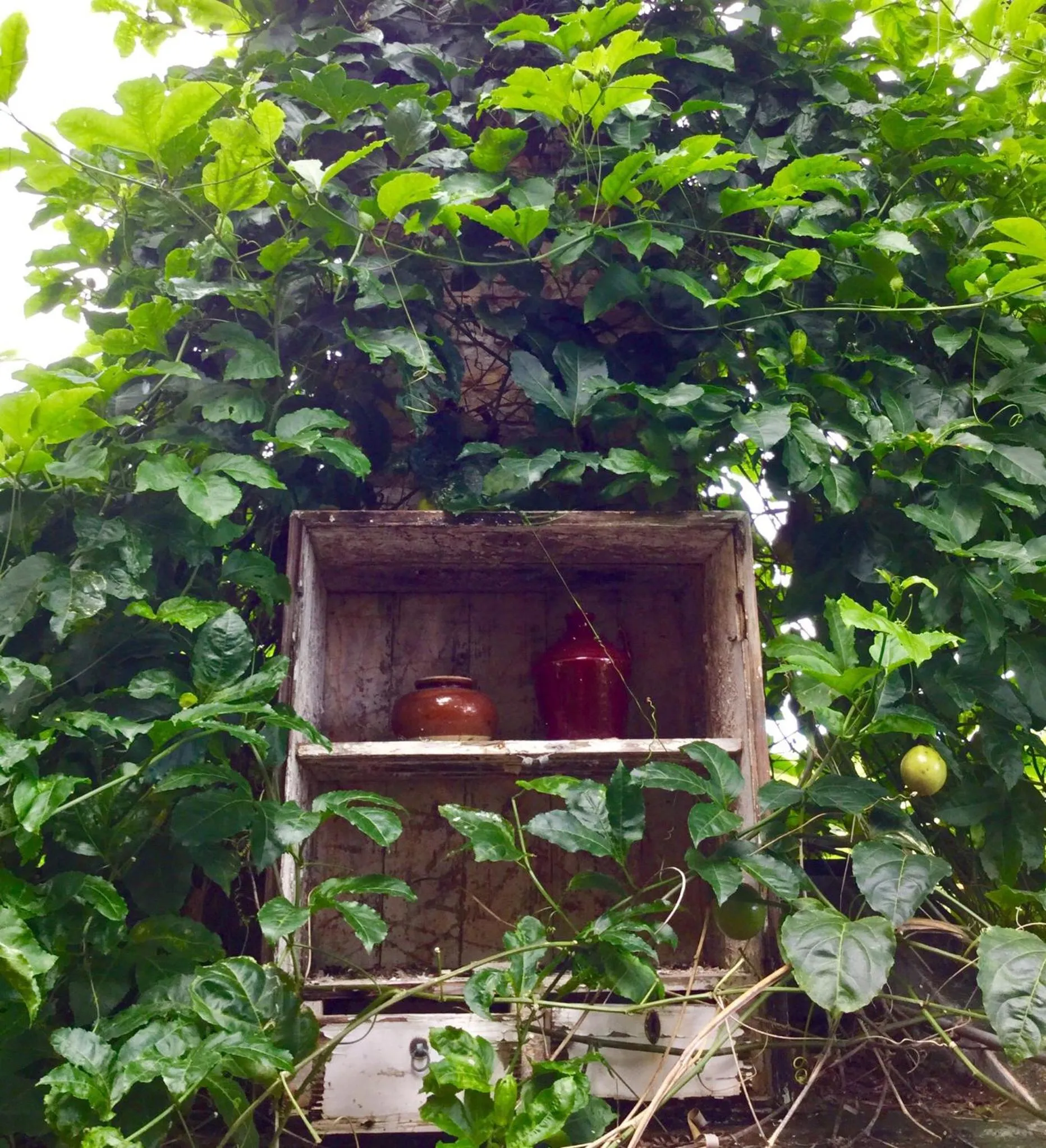 Garden in La Reine Creole
