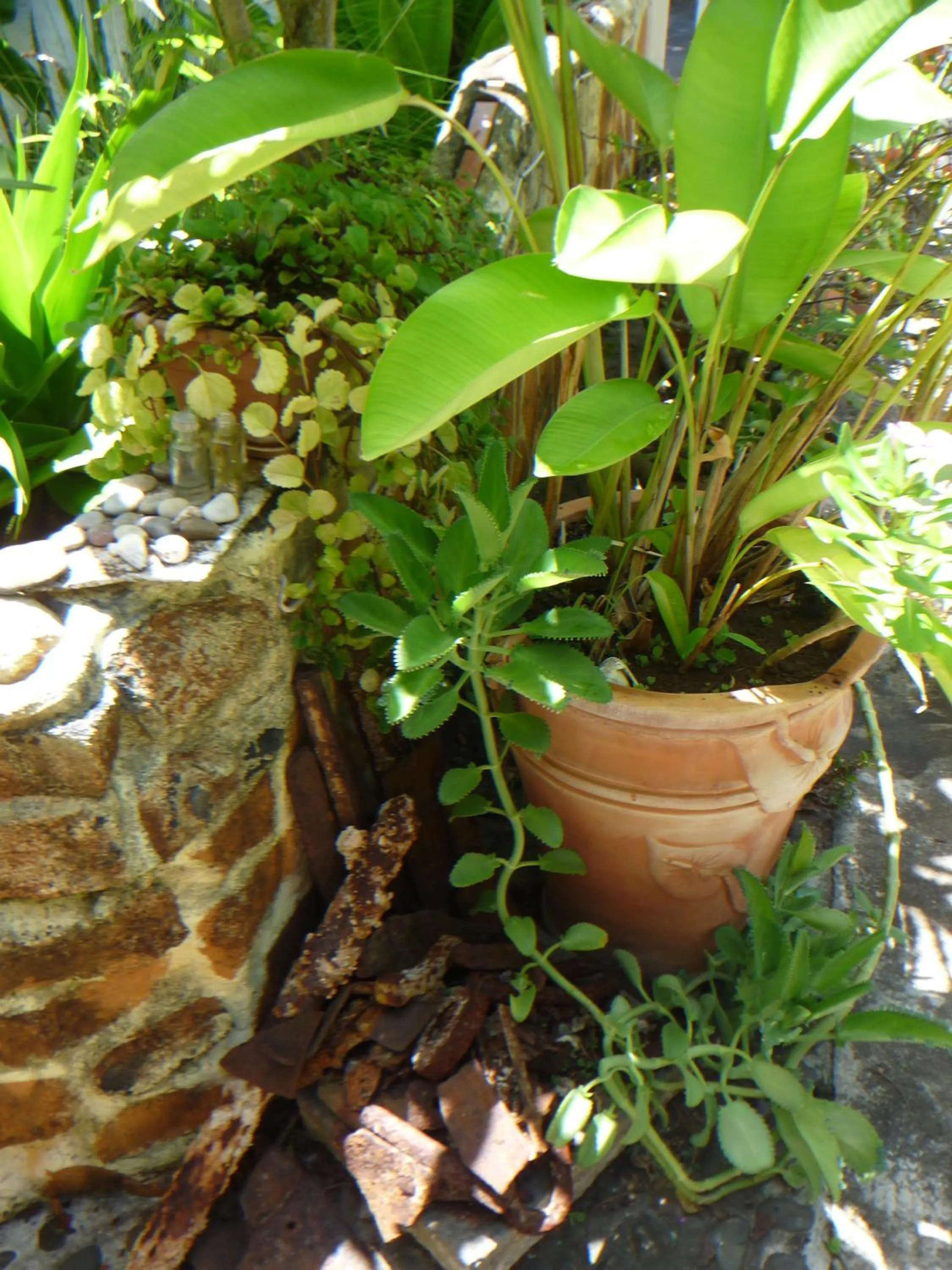 Garden in La Reine Creole