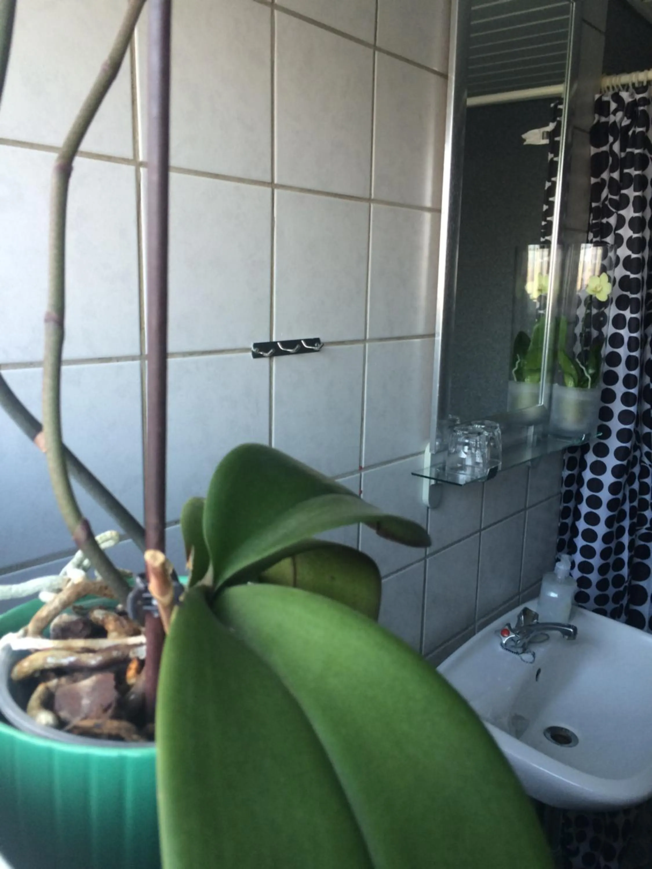 Shower in Hotel Ribe