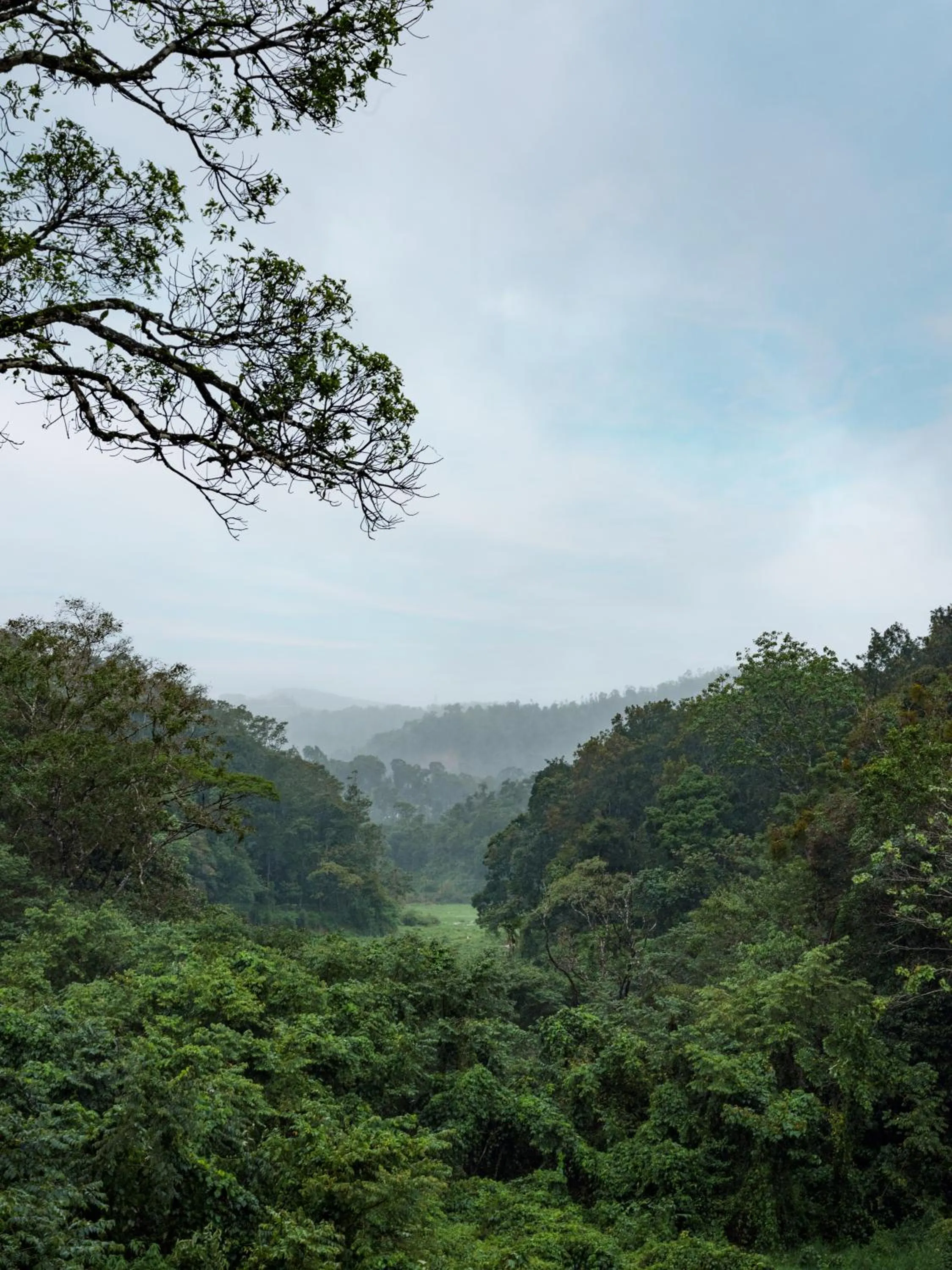 Bird's eye view in Coorg Marriott Resort & Spa
