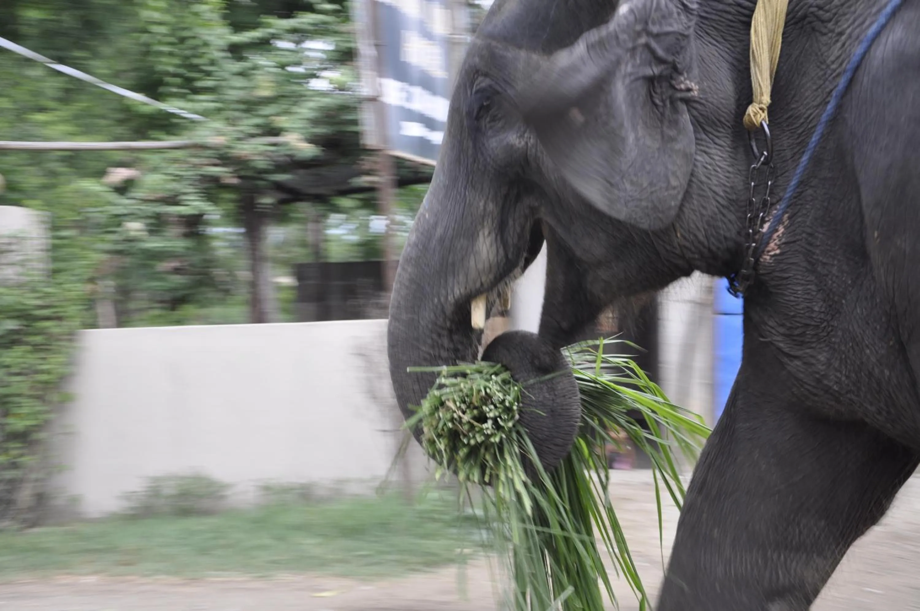 View (from property/room) in Chitwan Paradise Hotel