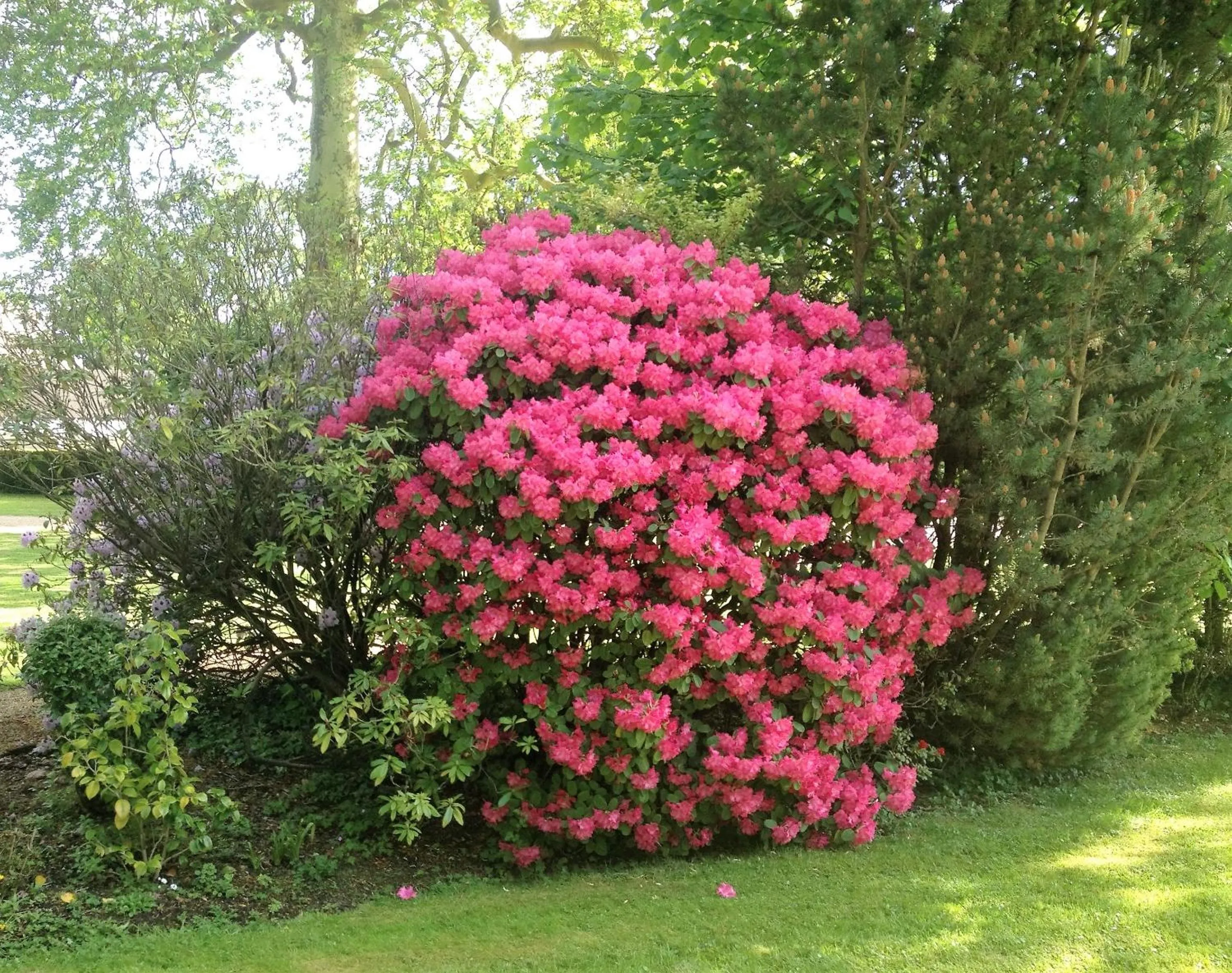 Garden in Domaine de la Reposée