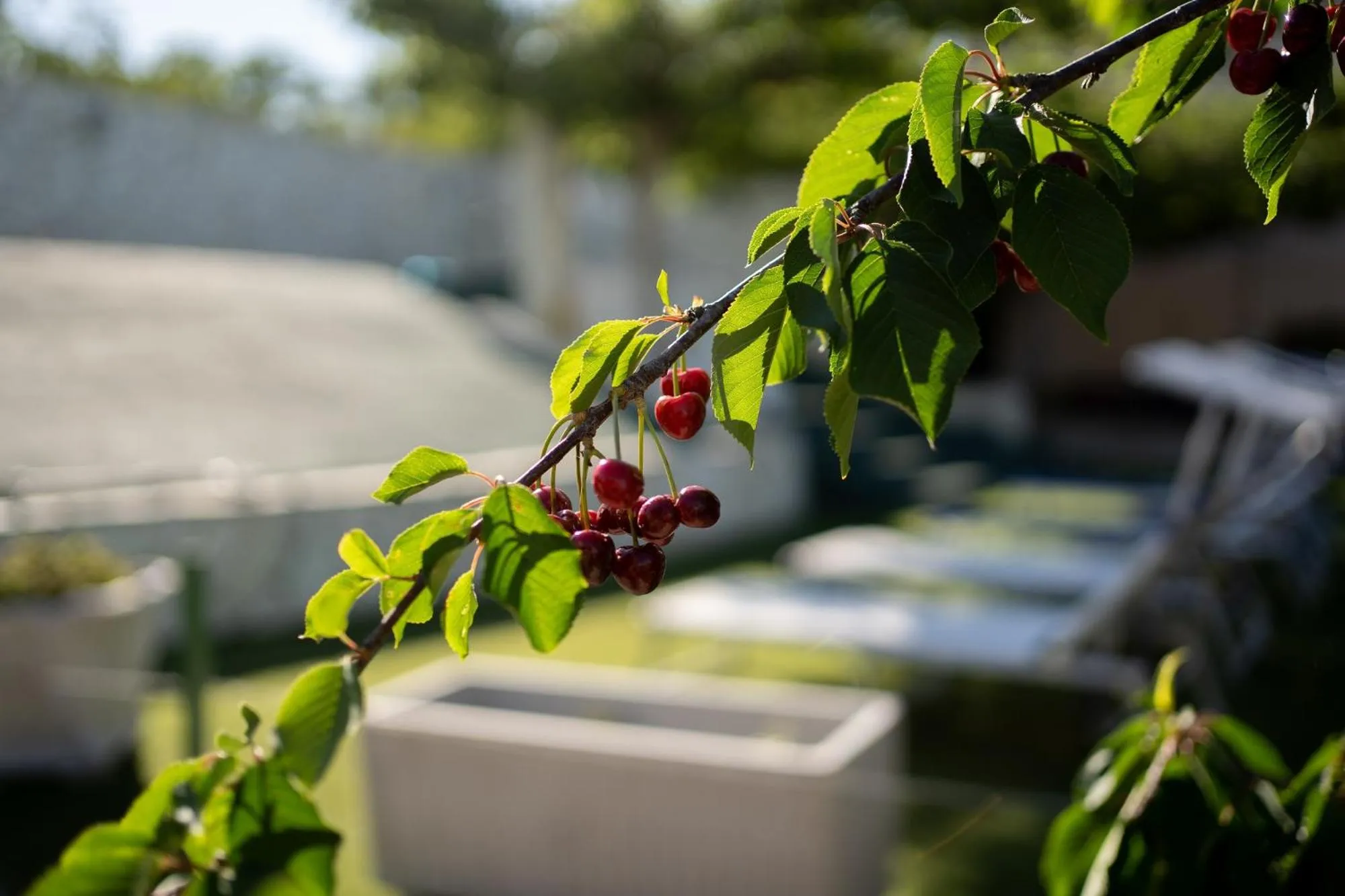Garden in Camagna Country House