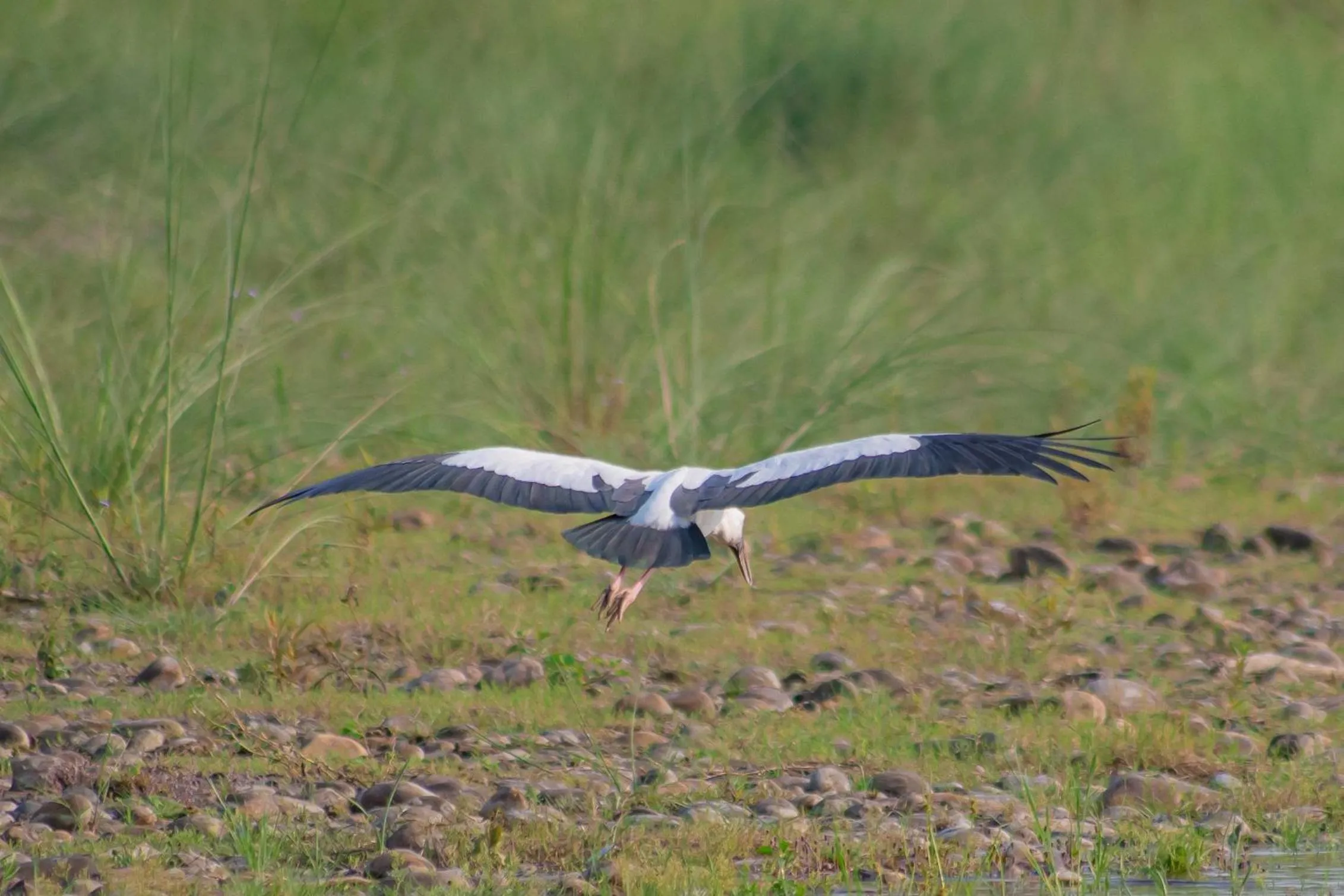 Animals in Bagaicha Adventure Resort