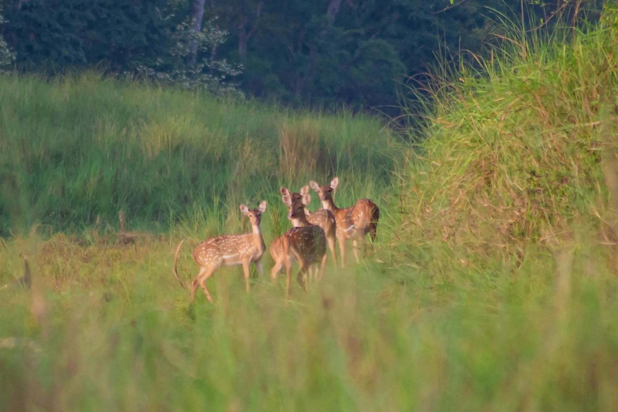 Activities in Bagaicha Adventure Resort