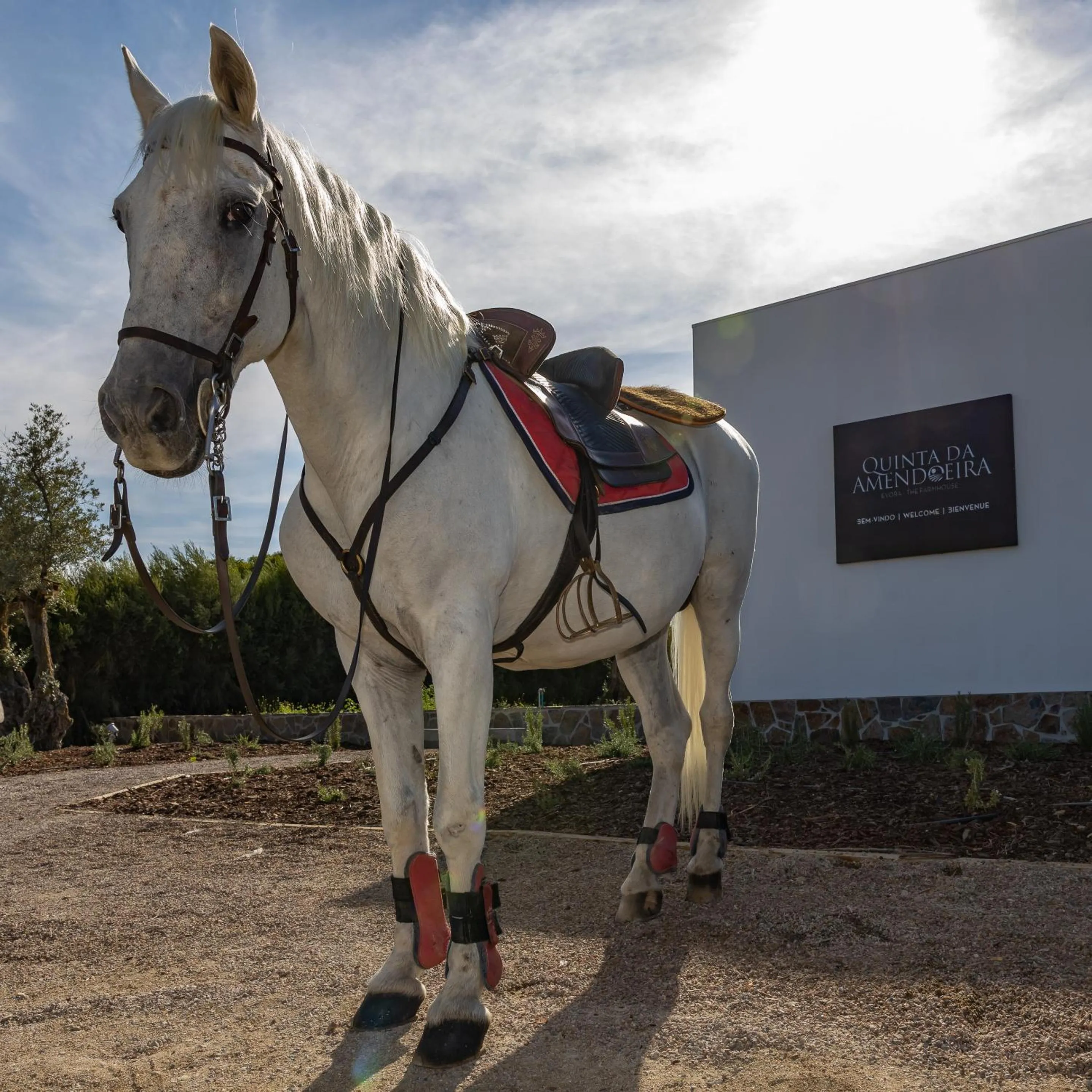 Activities in Quinta da Amendoeira - Évora - The Farmhouse
