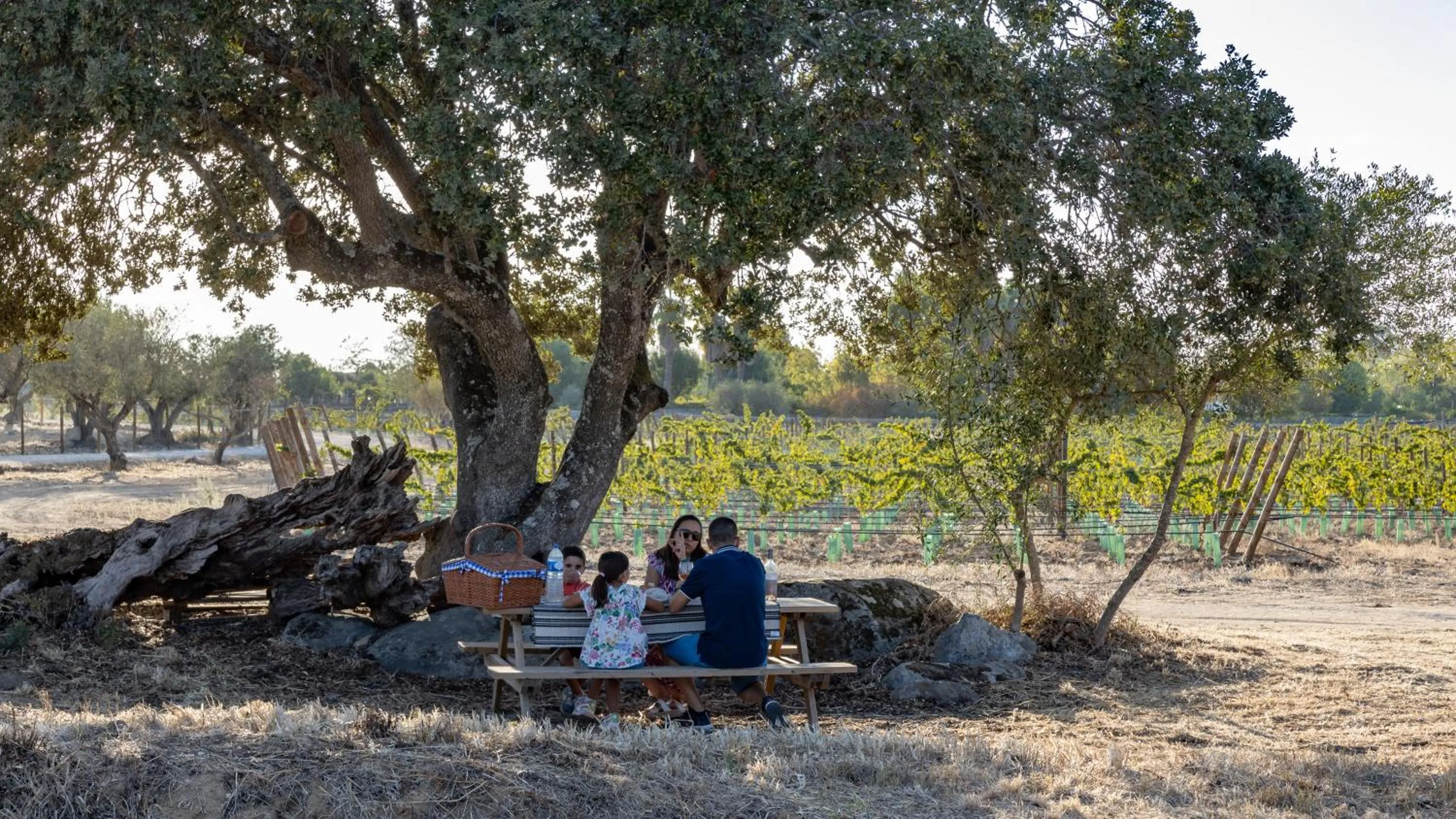 Food and drinks in Quinta da Amendoeira - Évora - The Farmhouse