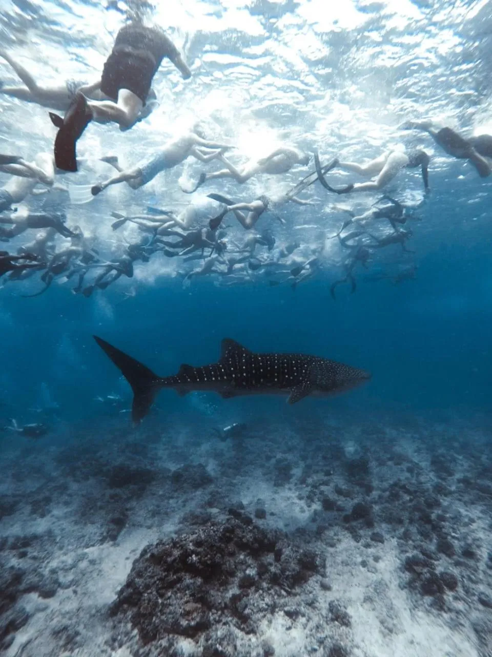 Snorkeling in White Sand Inn