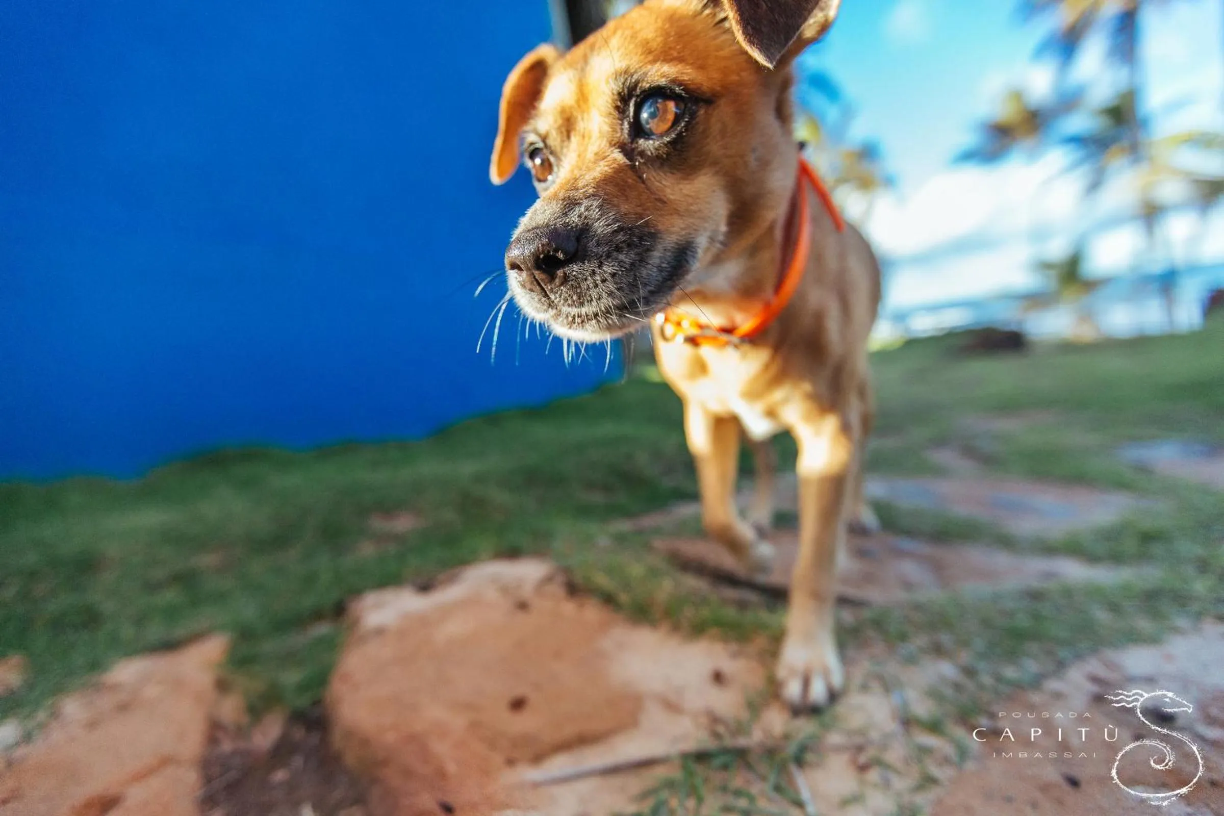 Pets in Pousada Capitù