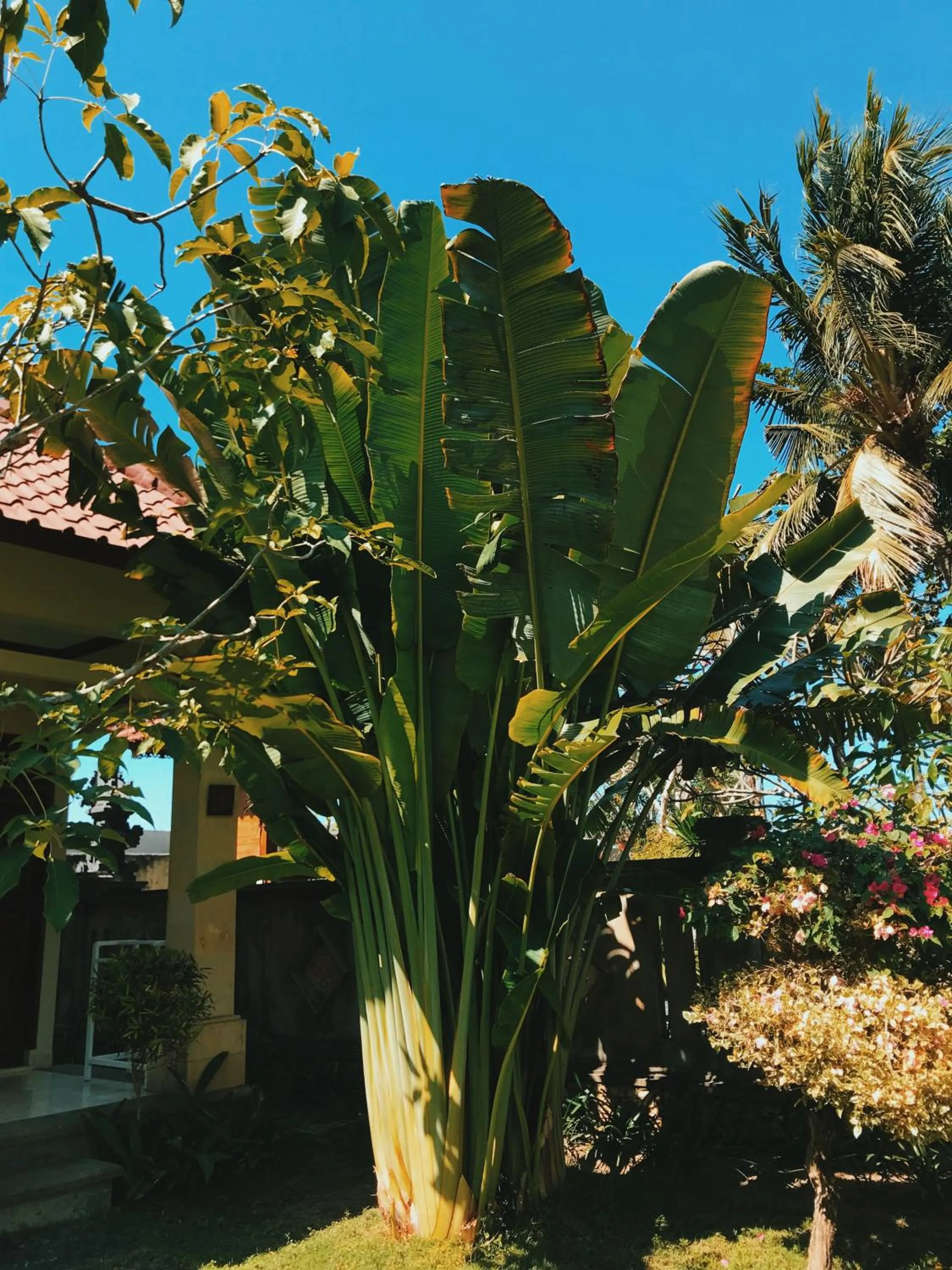 Garden in Puri Rinjani Bungalows & Hostel