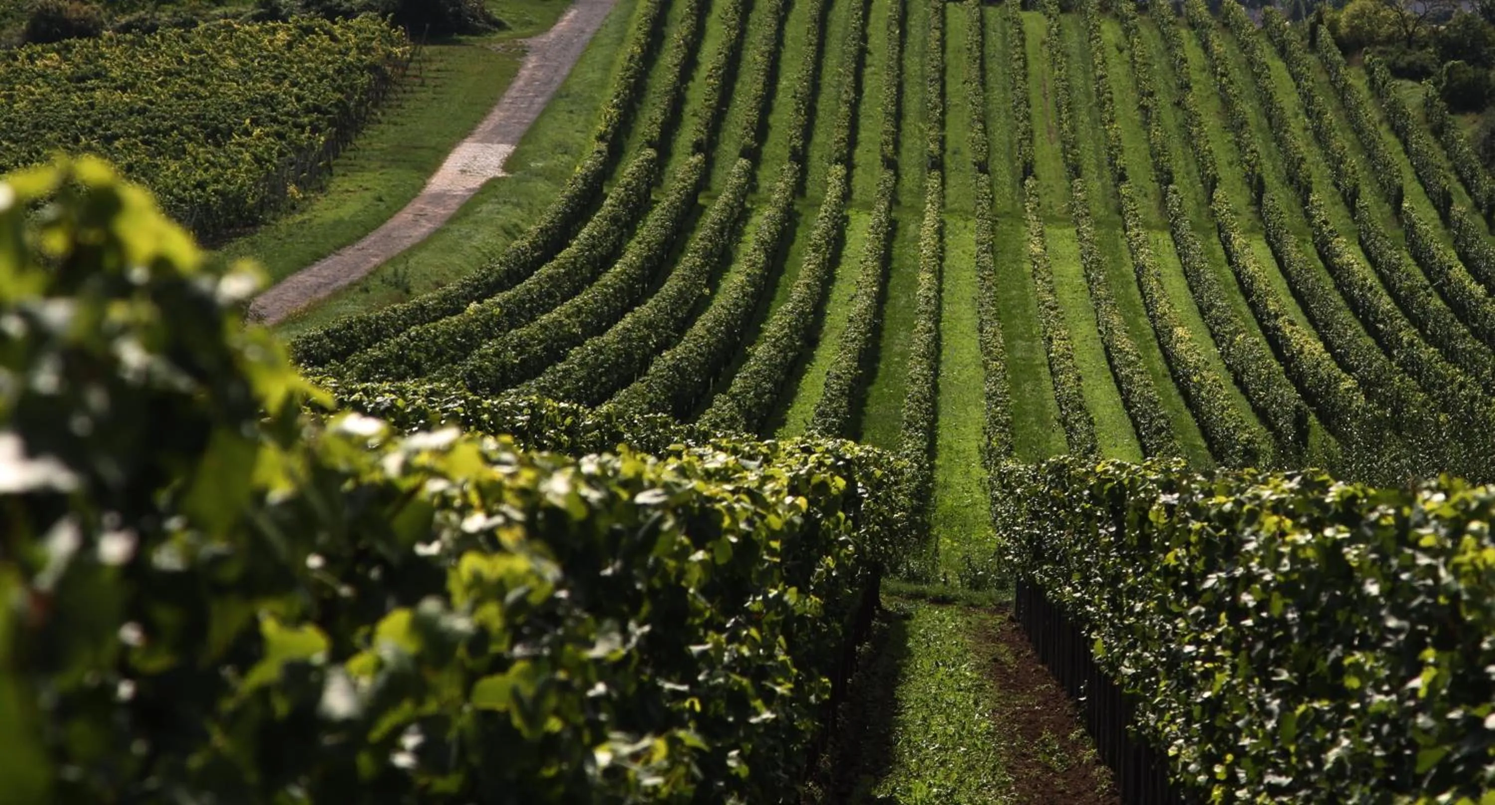 View (from property/room) in Sankt Annagut