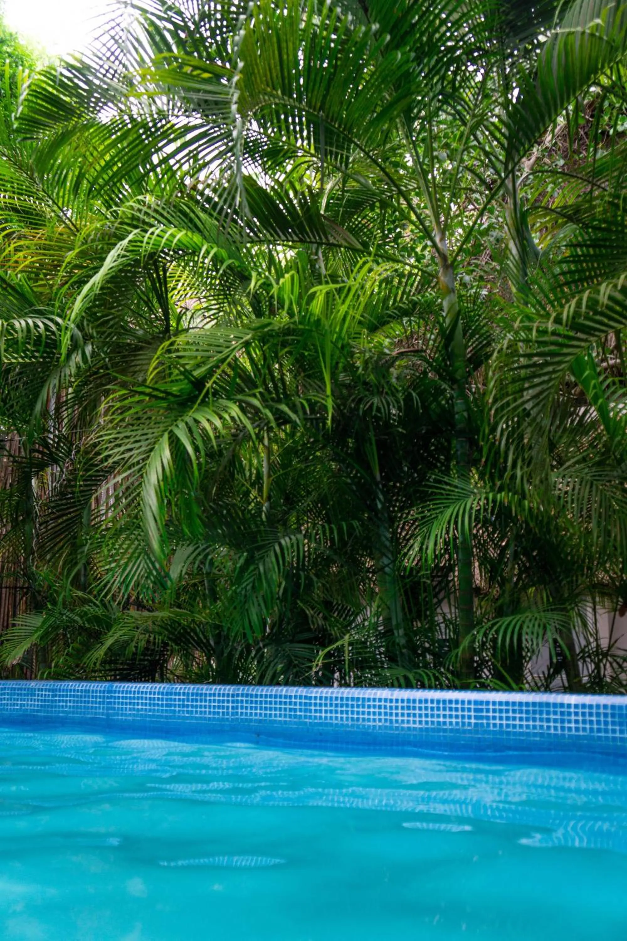 Swimming pool in Maui Hostels Tulum