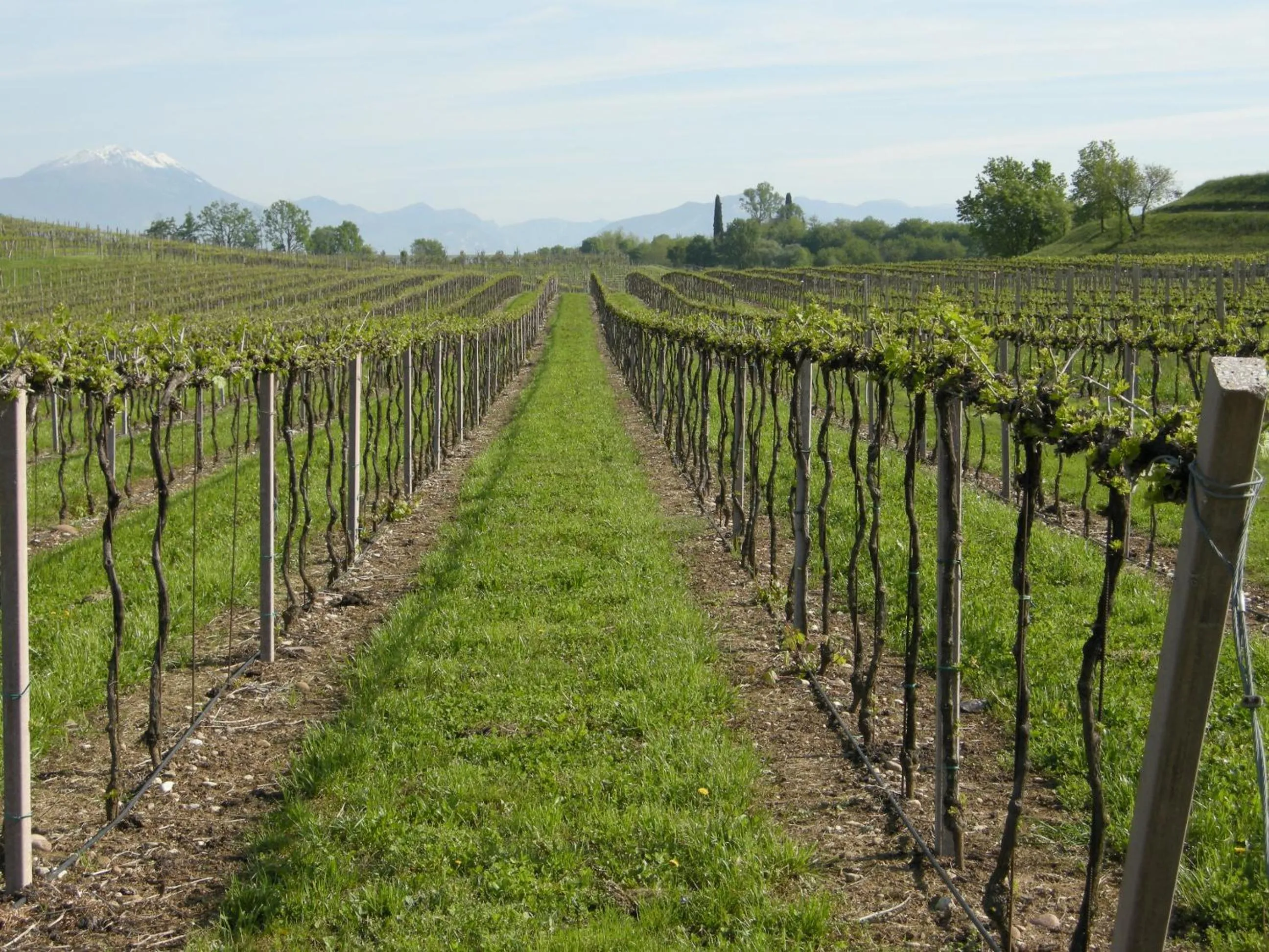 Natural landscape in I Vigneti Bed & Breakfast