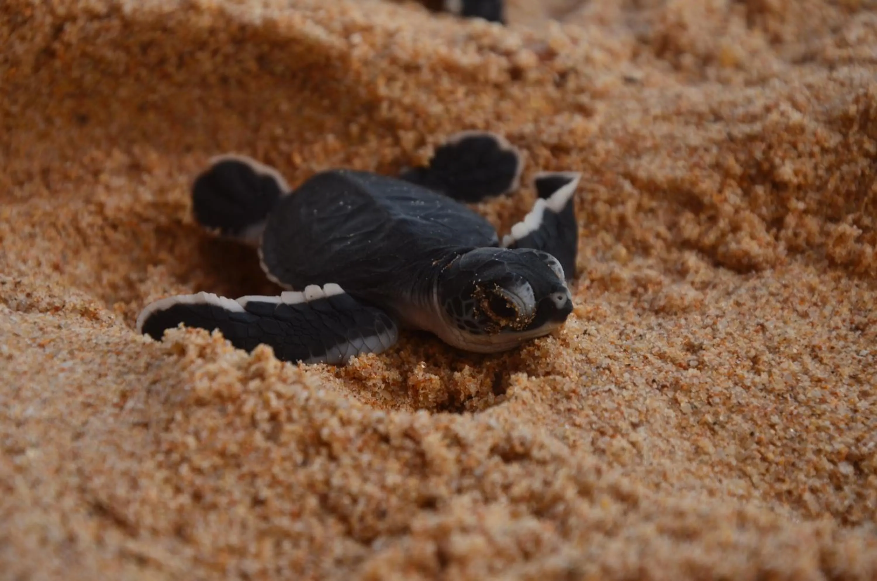 Animals in Cool Beach Hotel