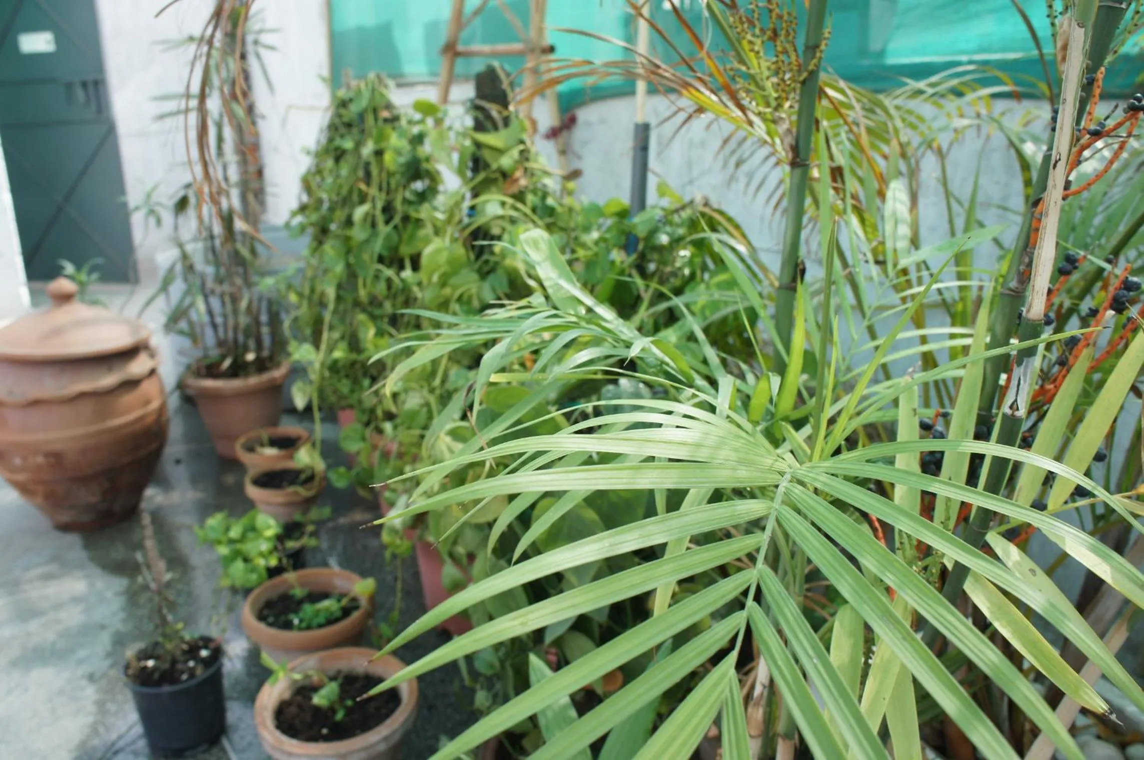 Balcony/Terrace in Bed & Chai Guesthouse