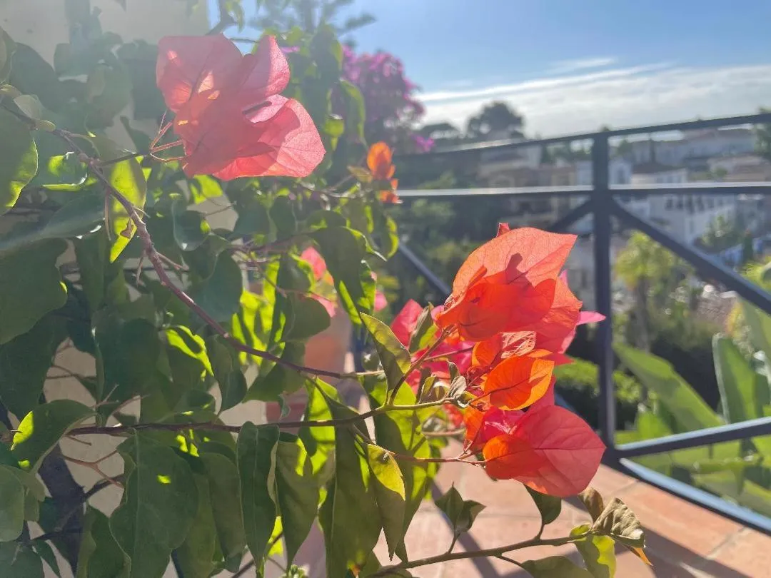 Balcony/Terrace in Boutique Hotel Maravilla - Marbella
