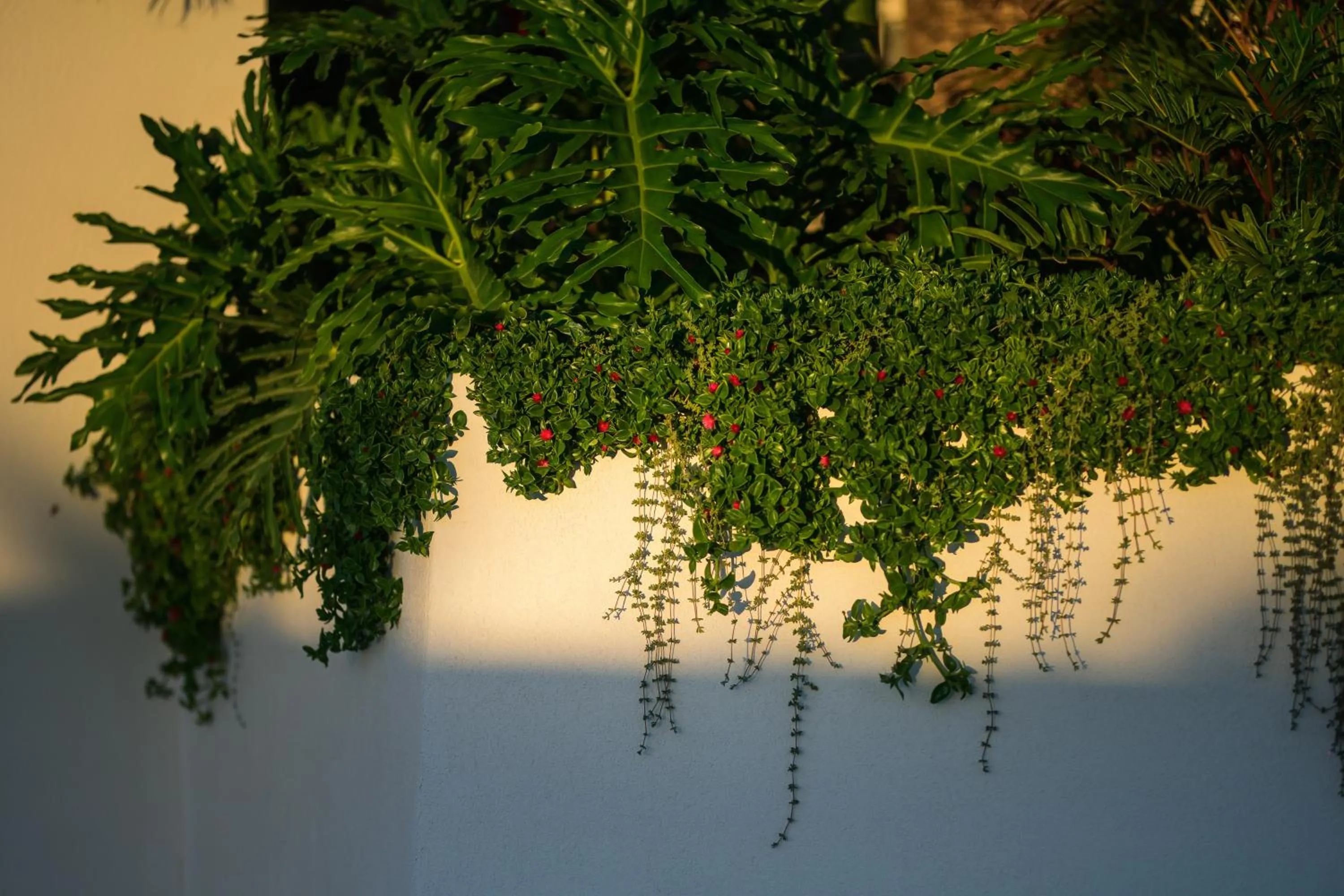 Garden in Hotel Estefania Boutique Suites