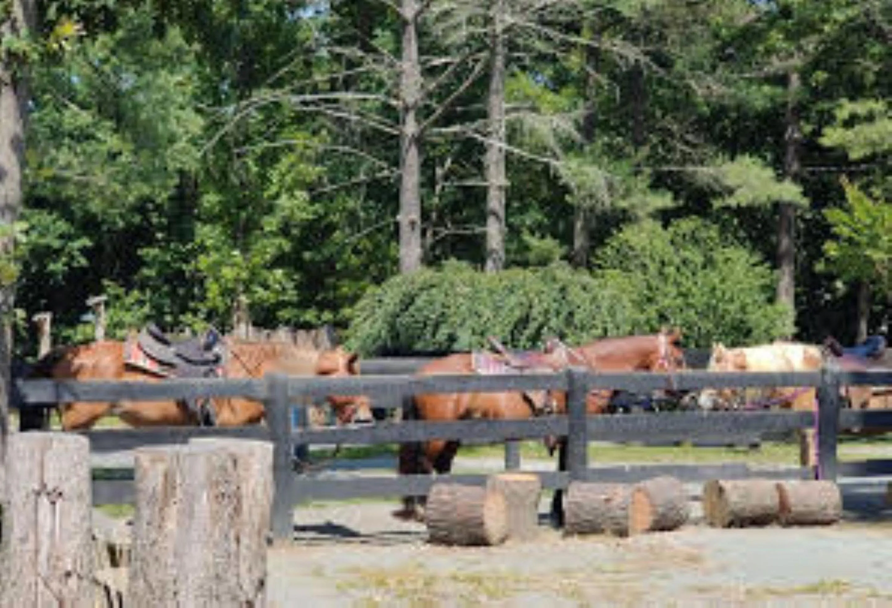 Horse-riding in Shenandoah Wilderness Traveler
