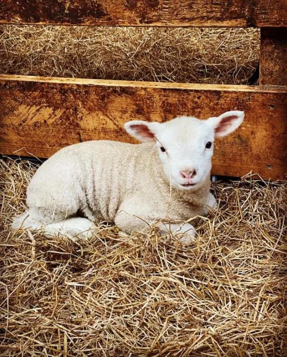 Animals in Fletcher Hotel Restaurant Koogerend