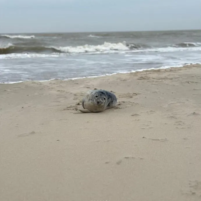 Beach in Fletcher Hotel Restaurant Koogerend