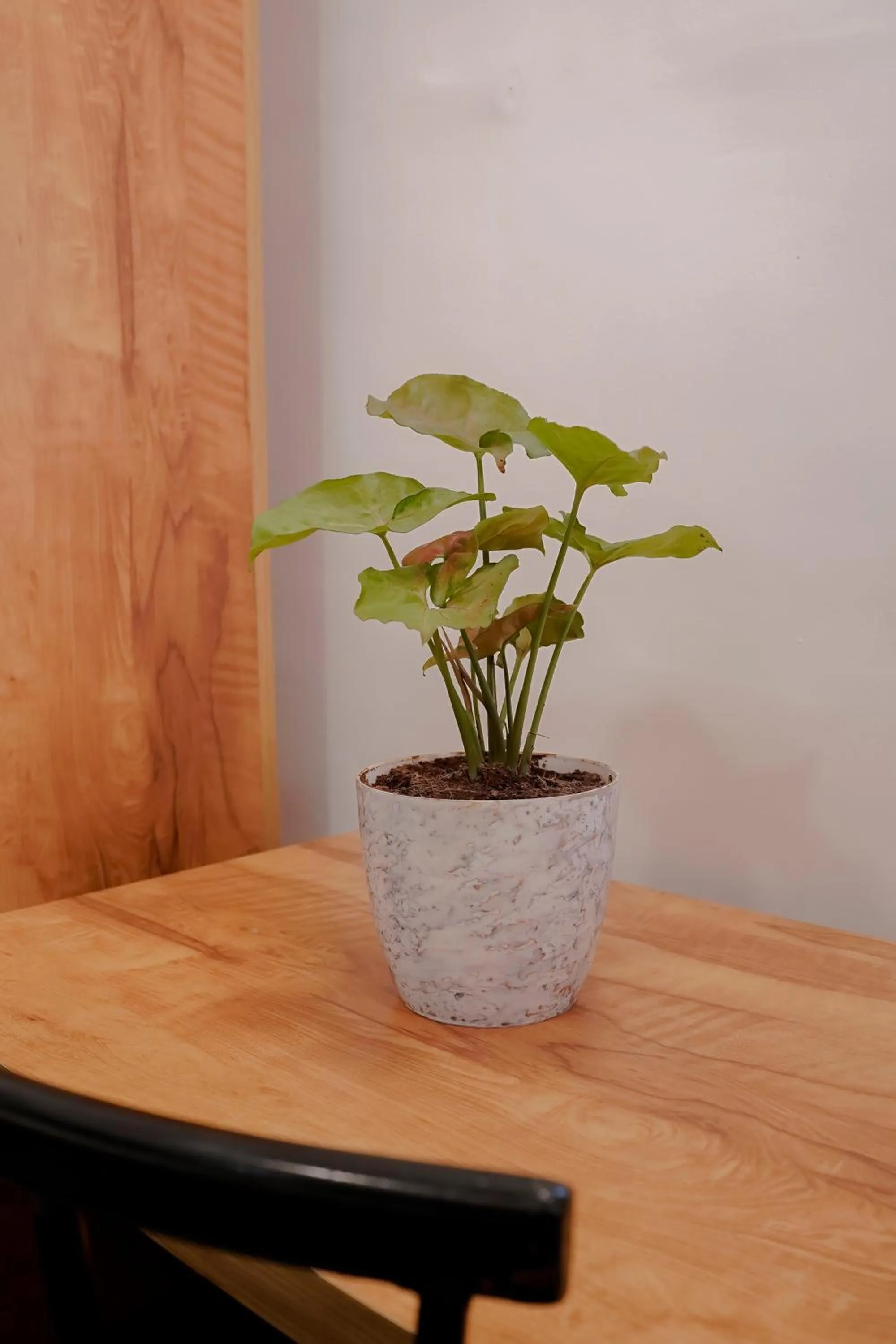 room service in Hotel Royal Accord