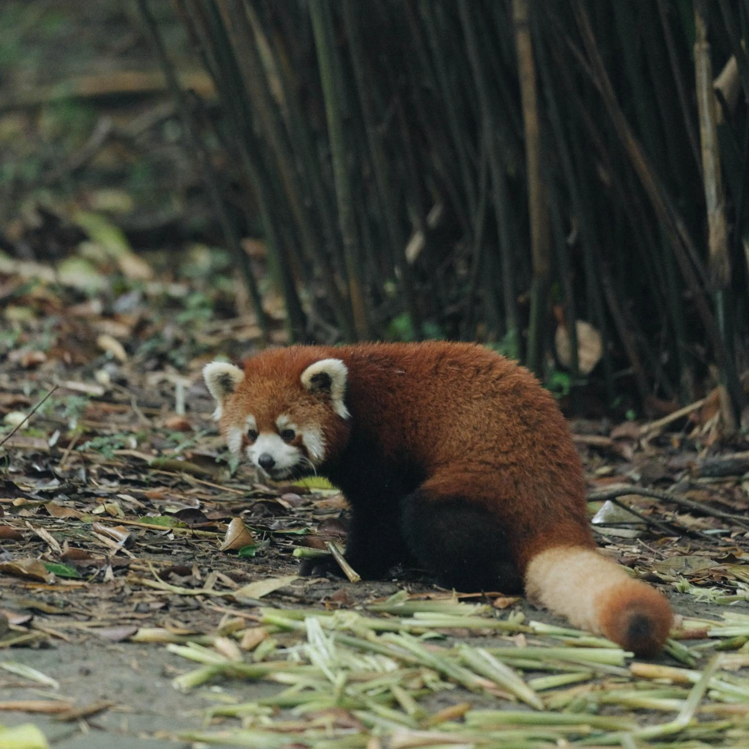 Nearby landmark in The St. Regis Chengdu