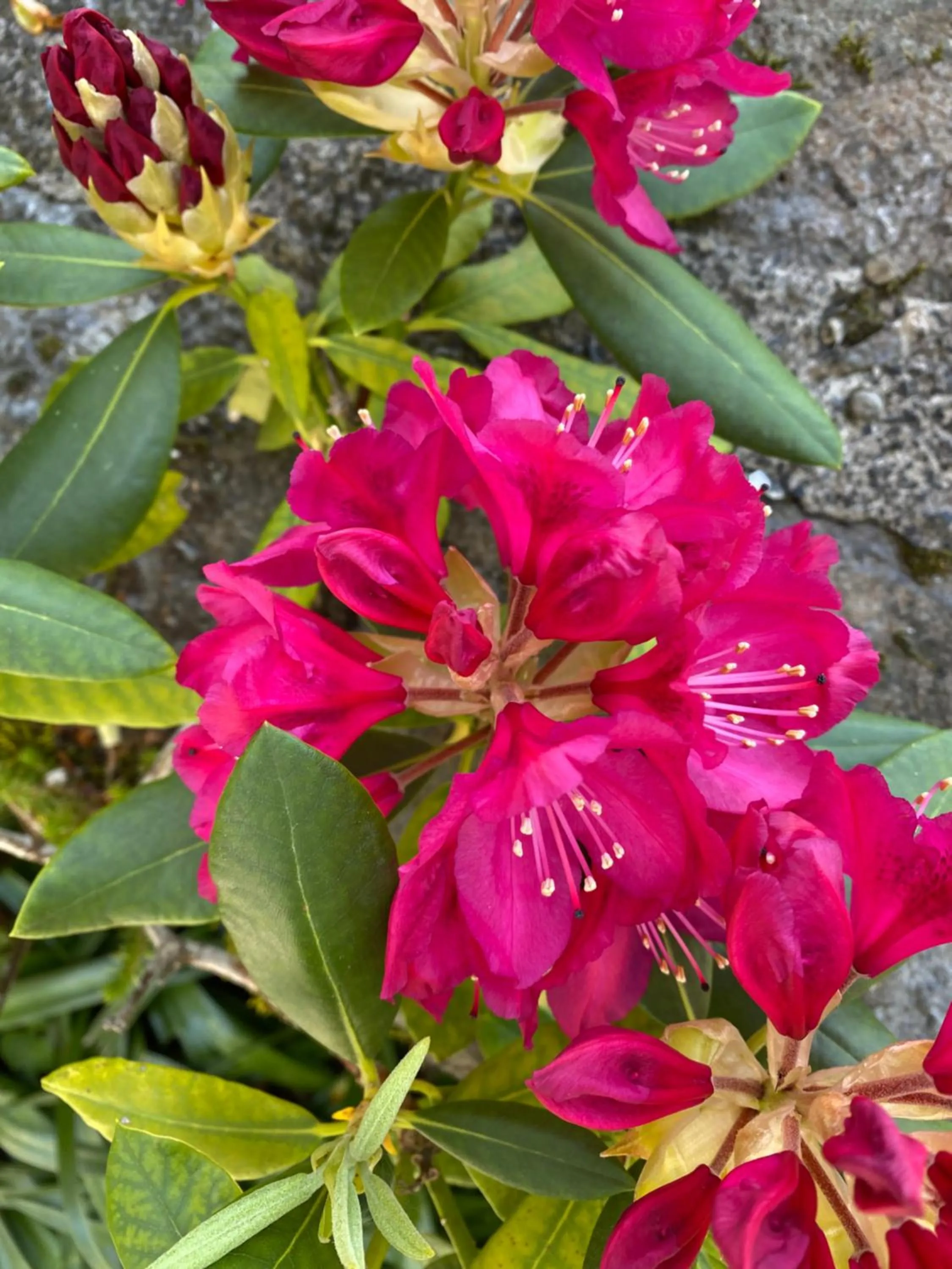 Château du Puech en Aubrac
