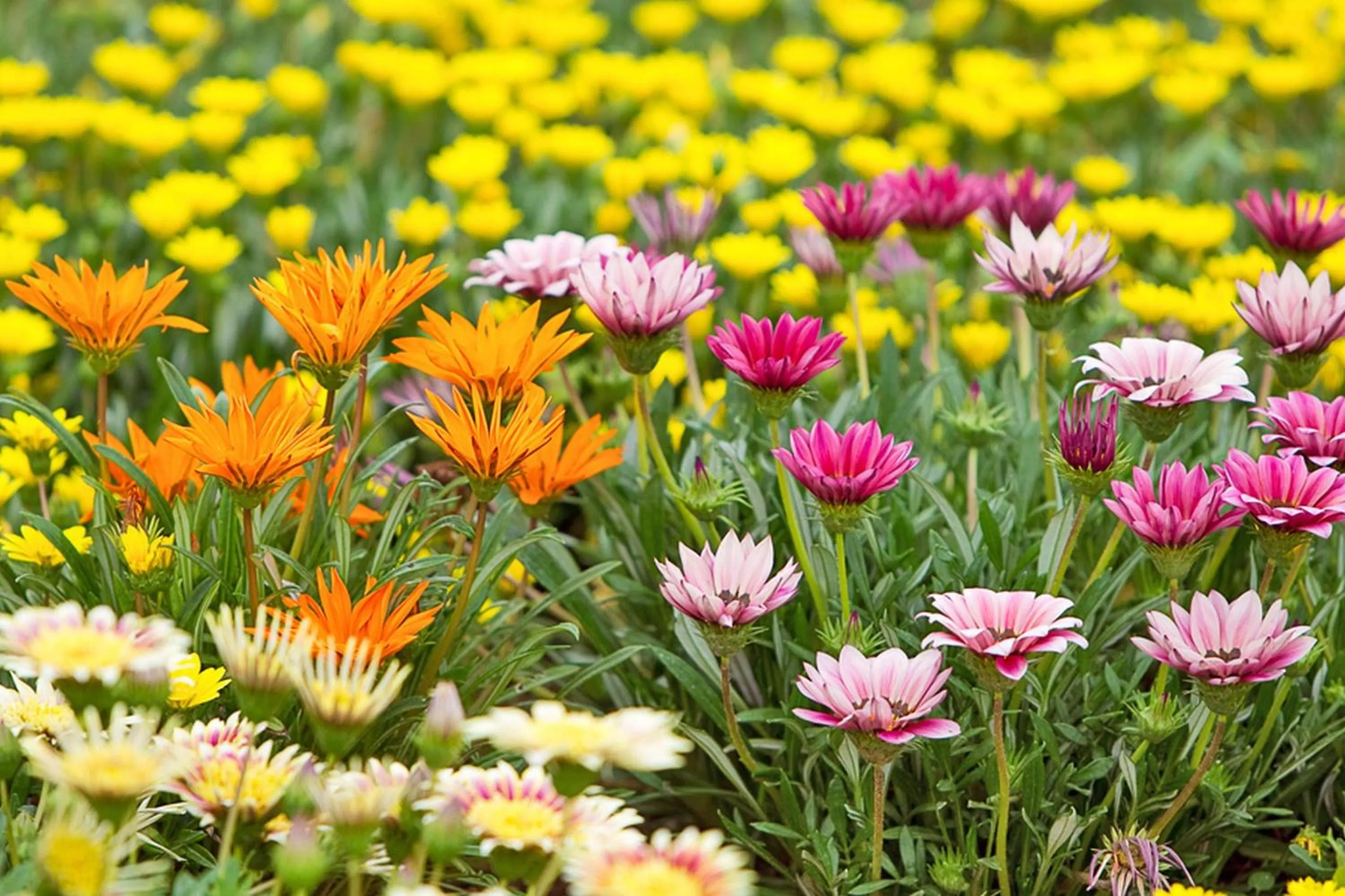 Garden in B&B QuattroStelle