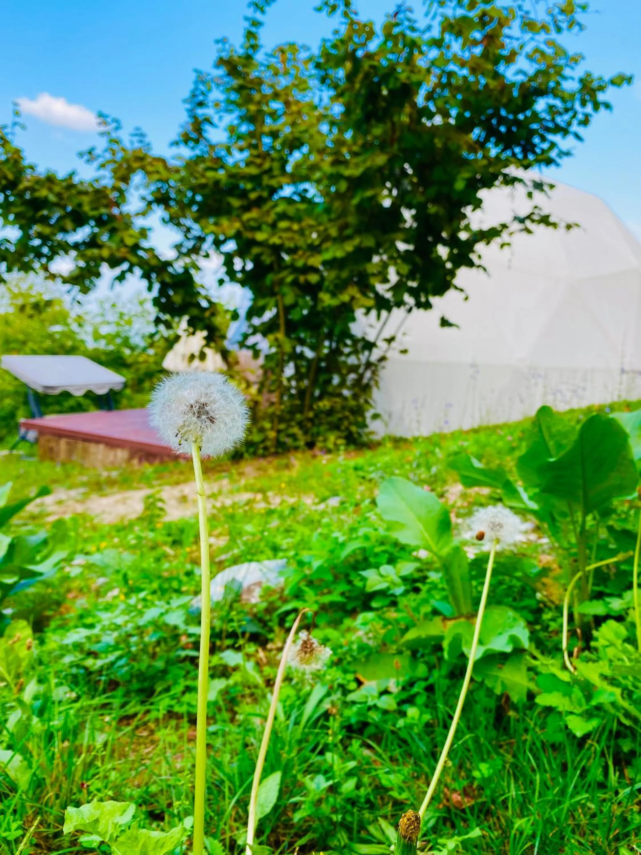 Phalesia Glamping Otel