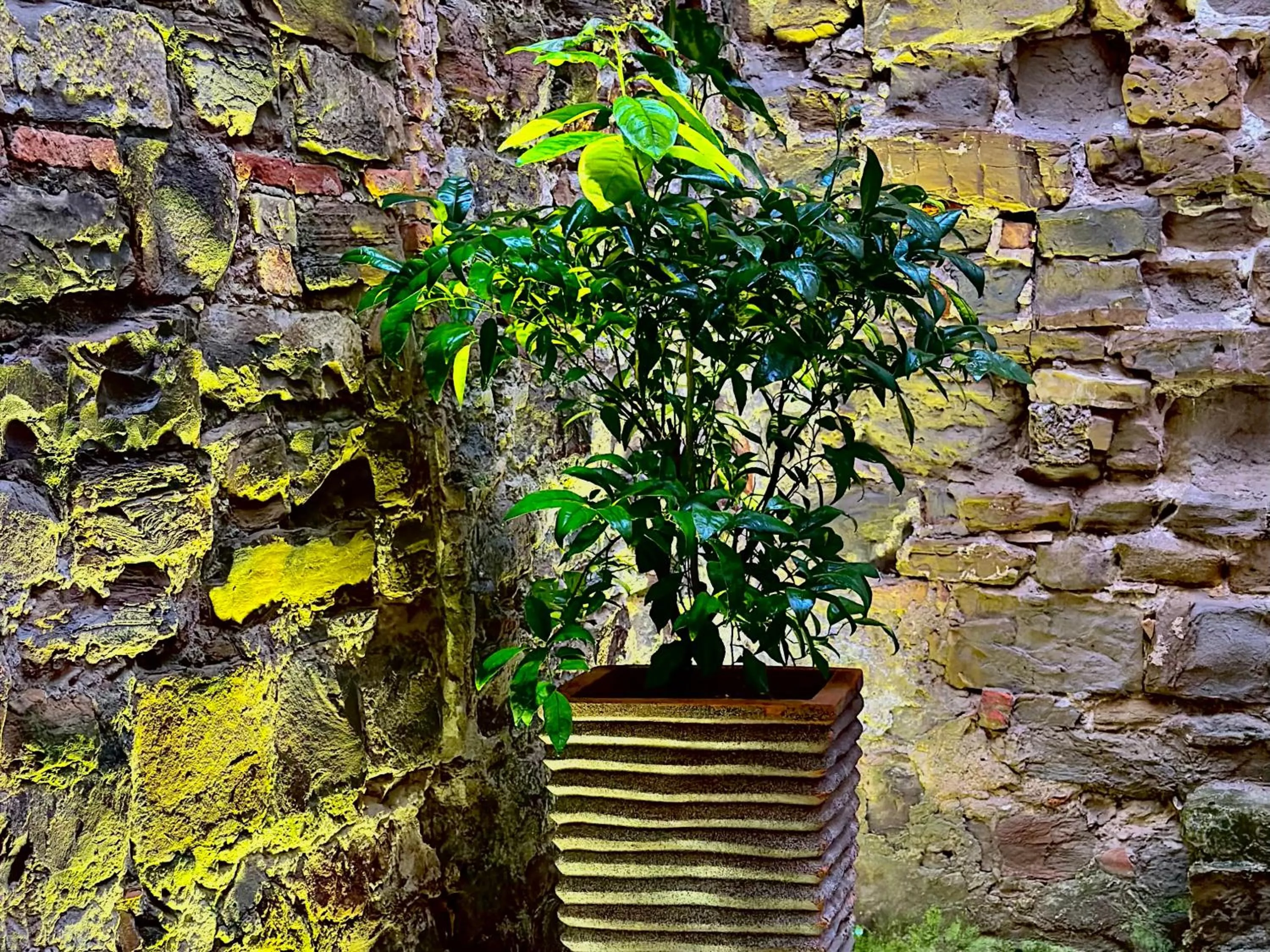 Garden view in VENEZIANA Boutique Hotel Superior