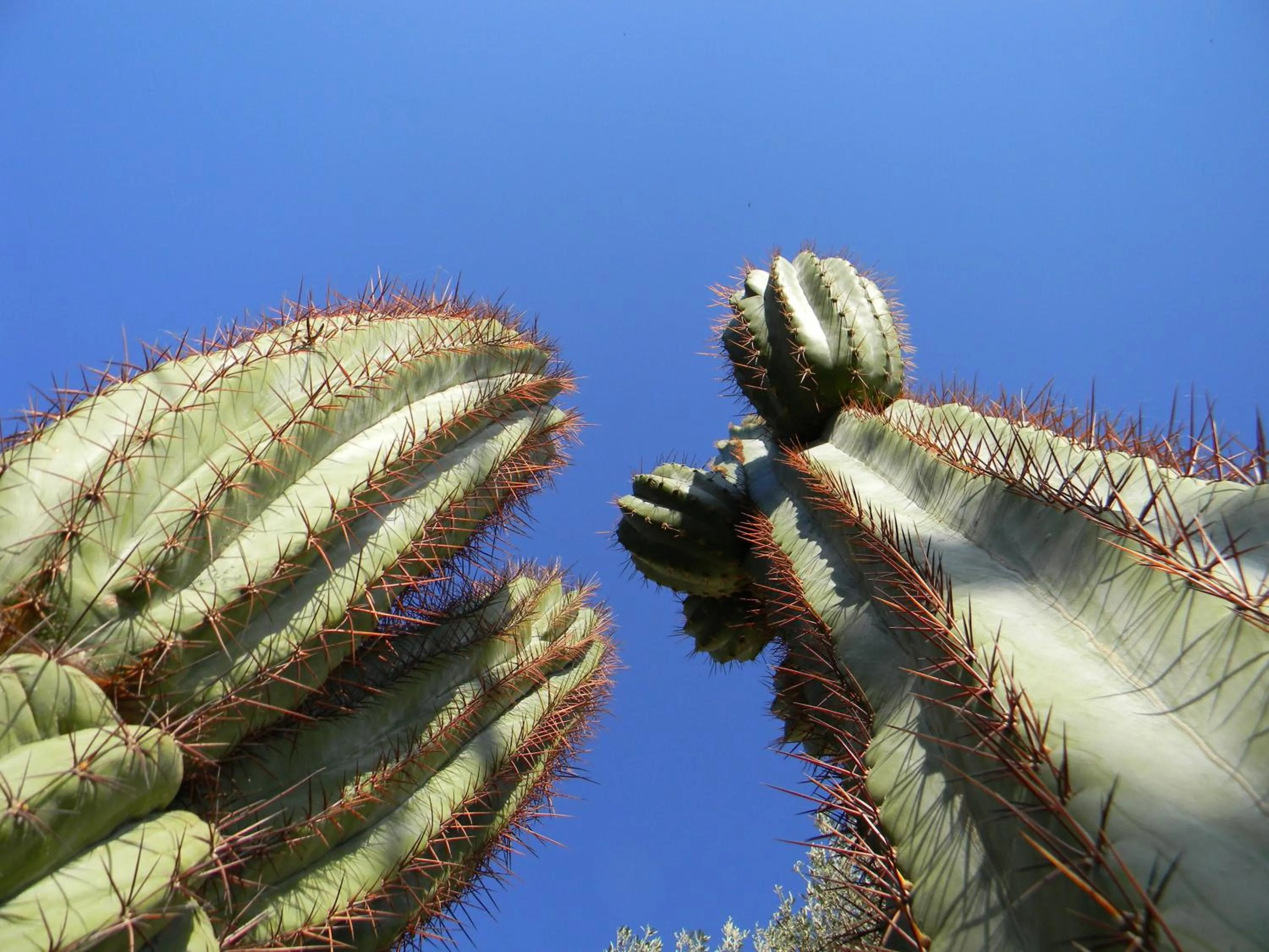 Day in Relais Garden Cactus B&B