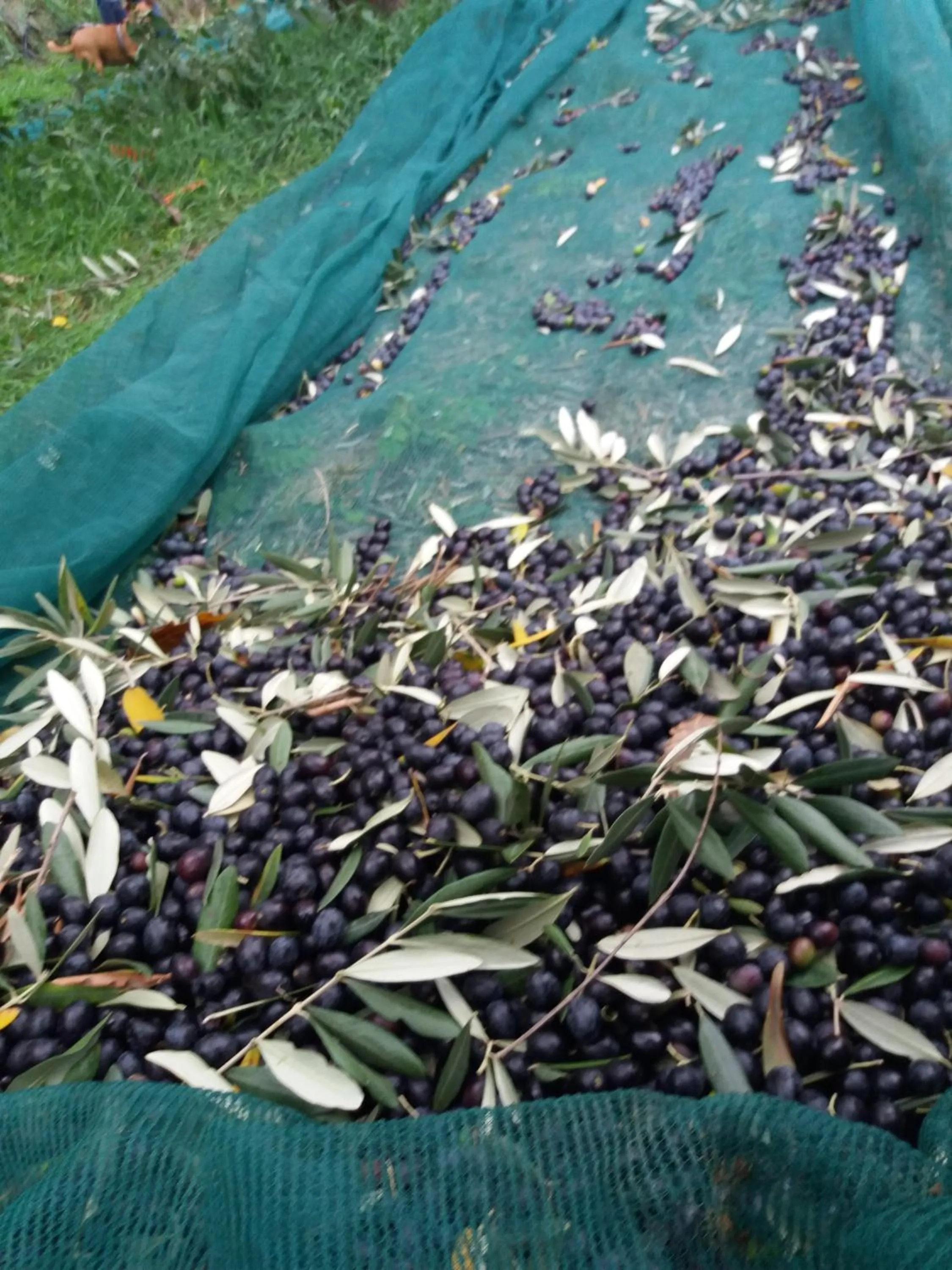 Garden view in Bigotti