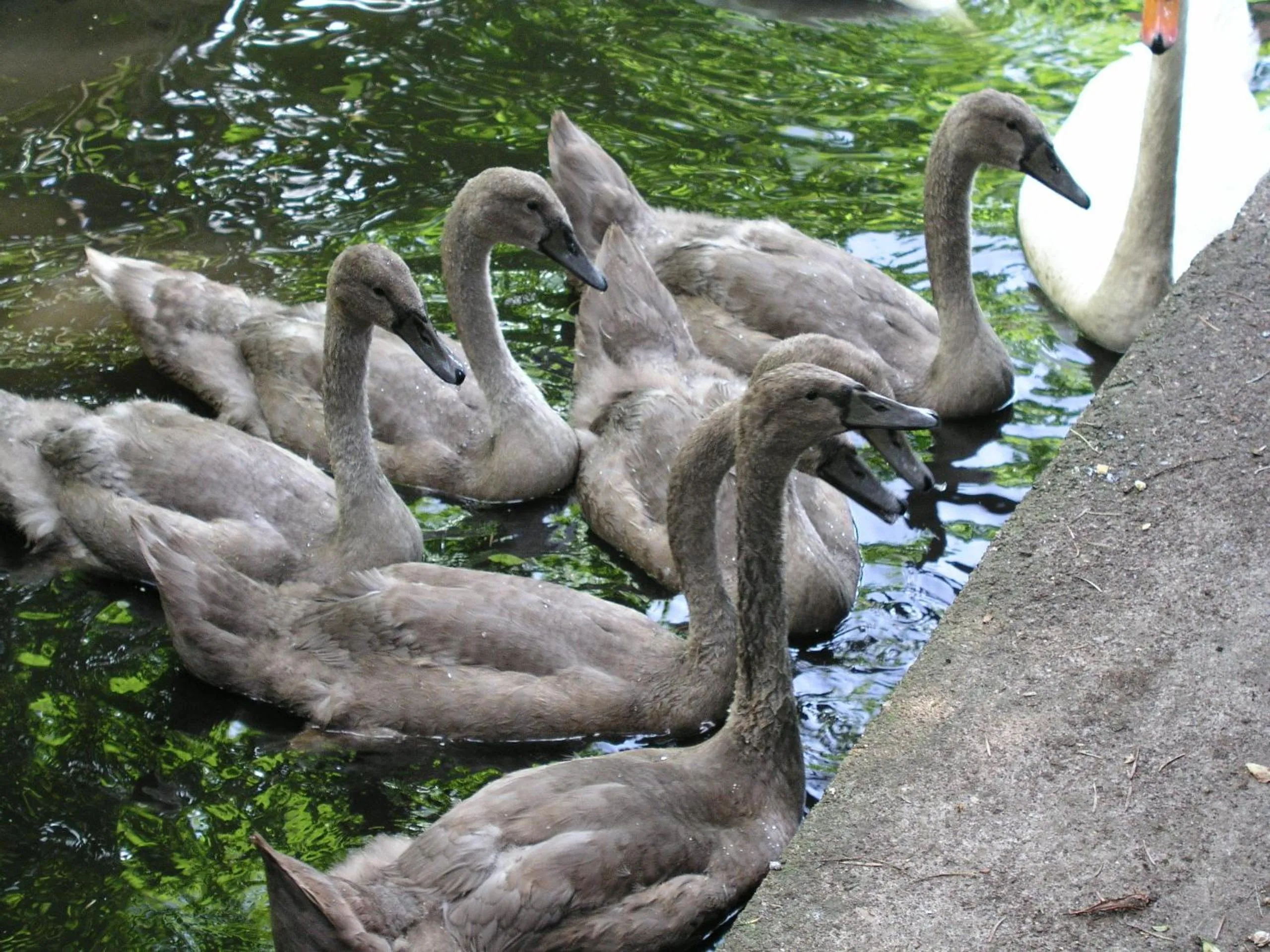 Animals in Domizil Neu Venedig