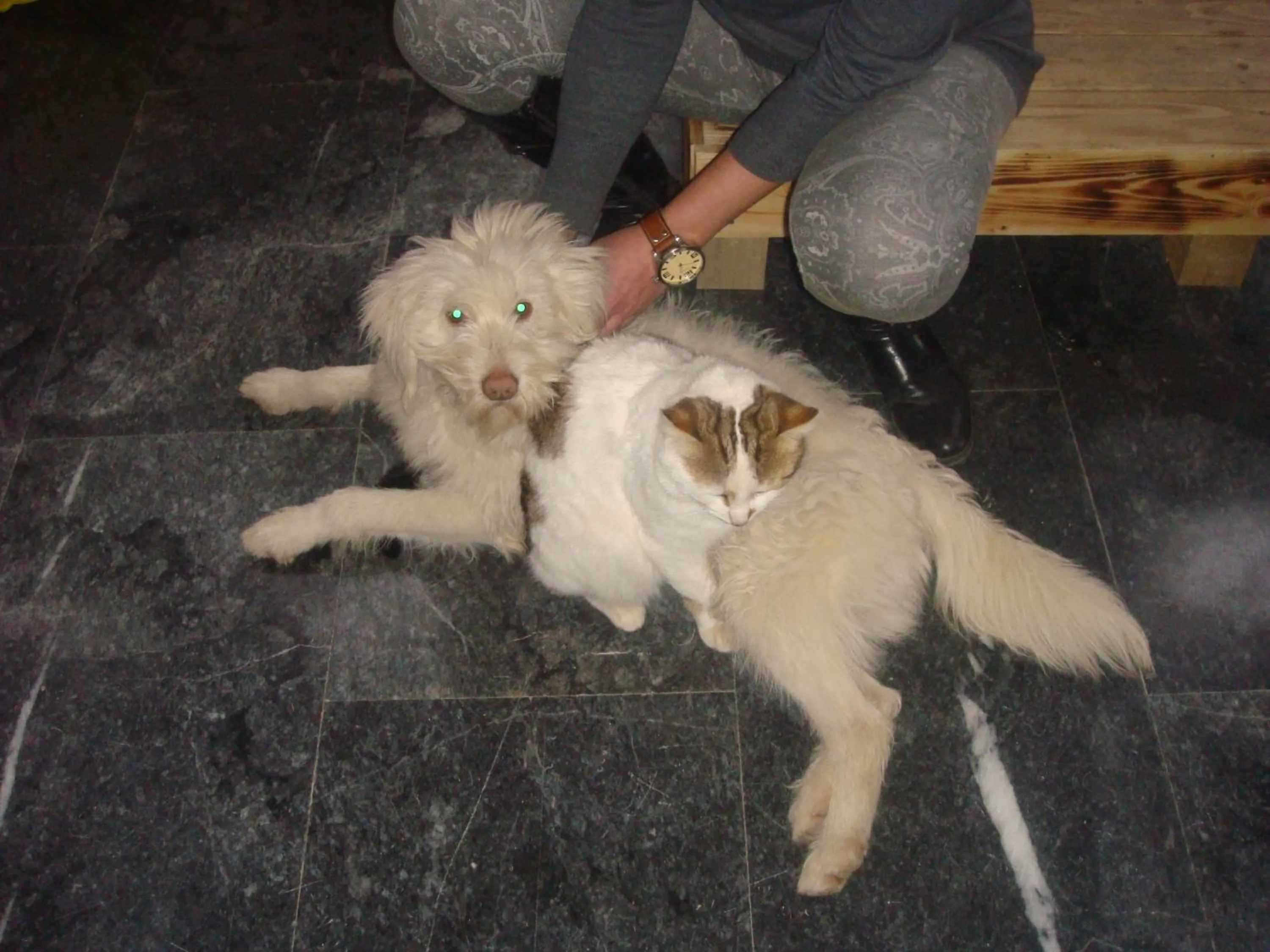 Pets in To Kyma